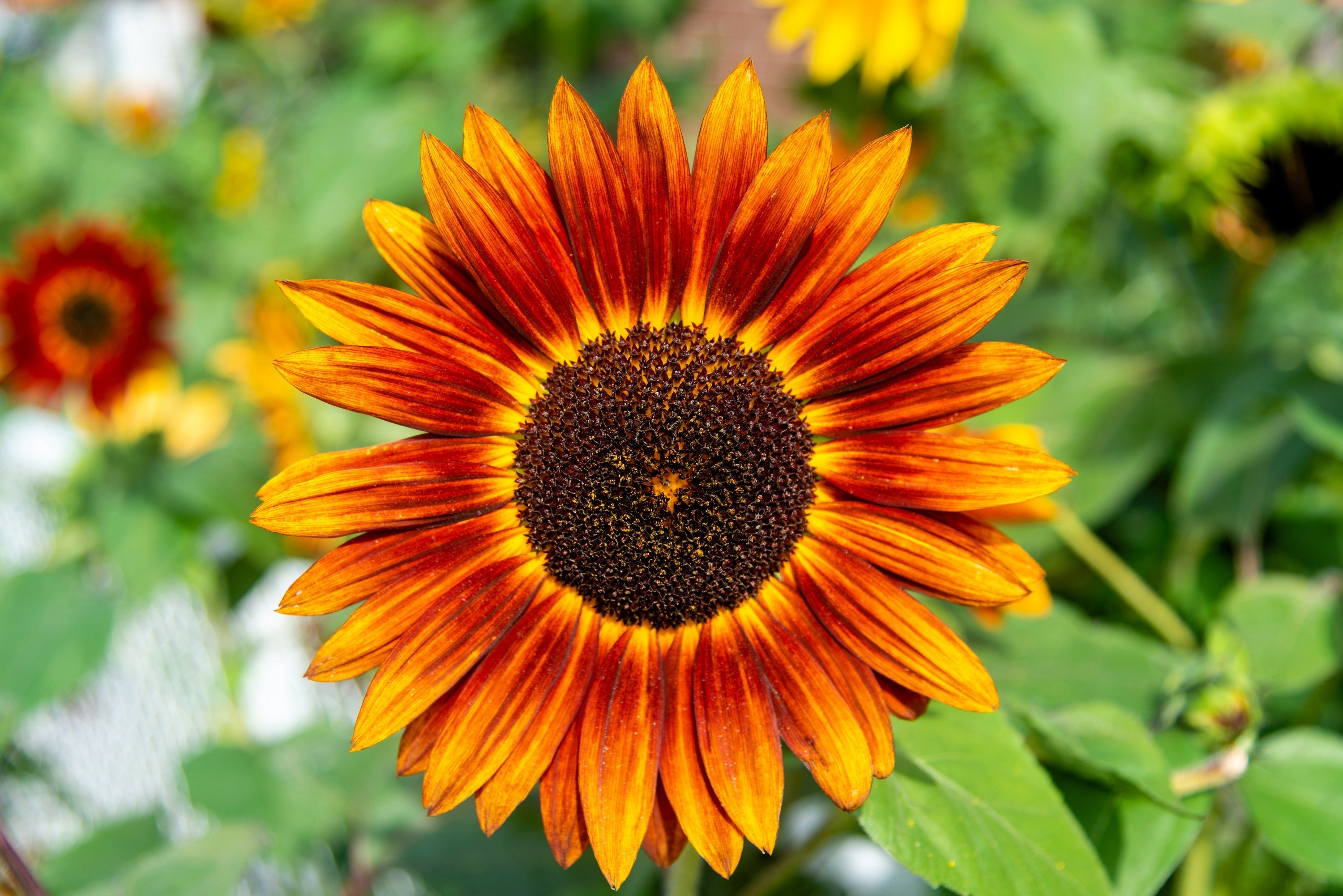 25 INDIAN BLANKET SUNFLOWER Helianthus Annuus Mixed Colors Flower Seeds