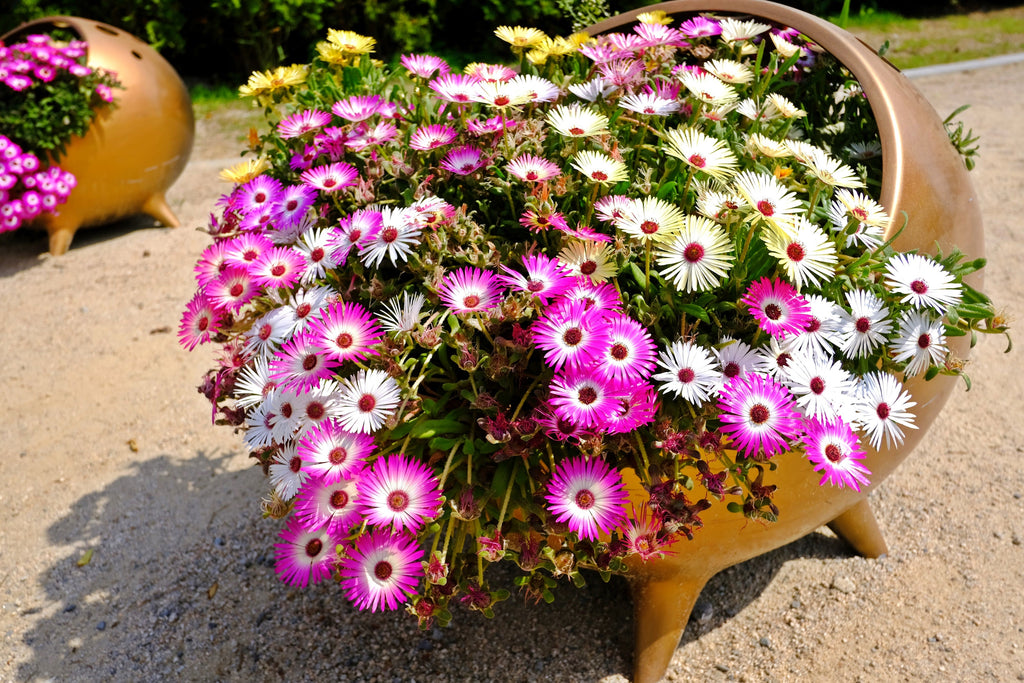 200 MIXED Colors ICE PLANT ( Mesembryanthemum Daisy / Livingstone Daisy ) Dorotheanthus Bellidiformis Flower Seeds