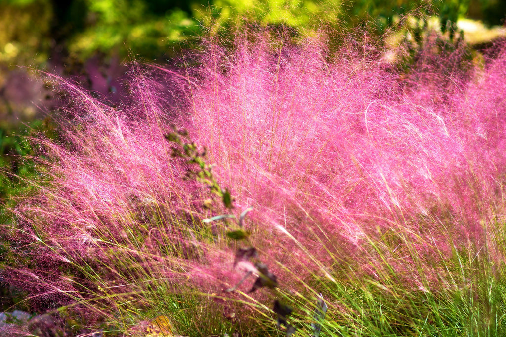 40 PINK MUHLY GRASS Cotton Candy Grass Muhlenbergia Capillaris Native Seeds