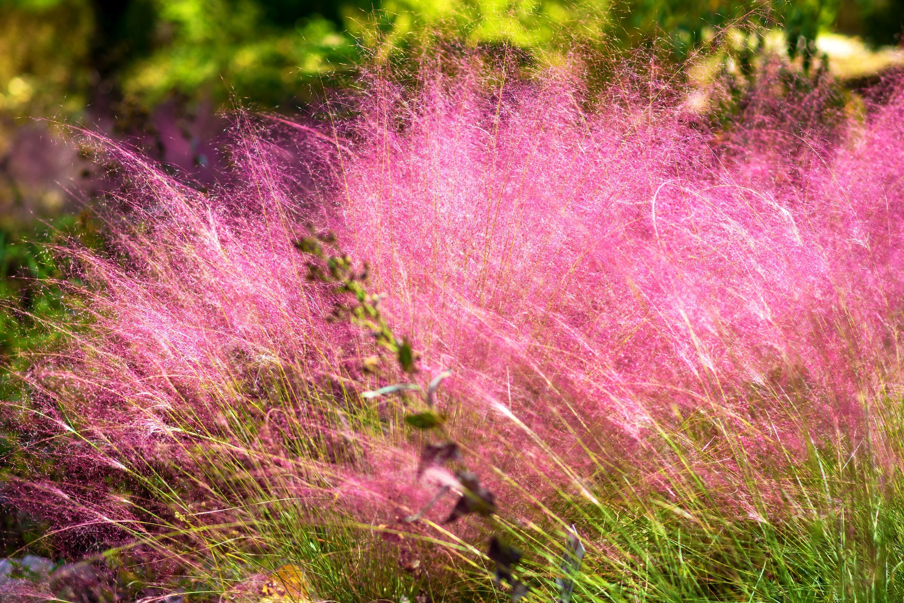 40 PINK MUHLY GRASS Cotton Candy Grass Muhlenbergia Capillaris Native Seeds