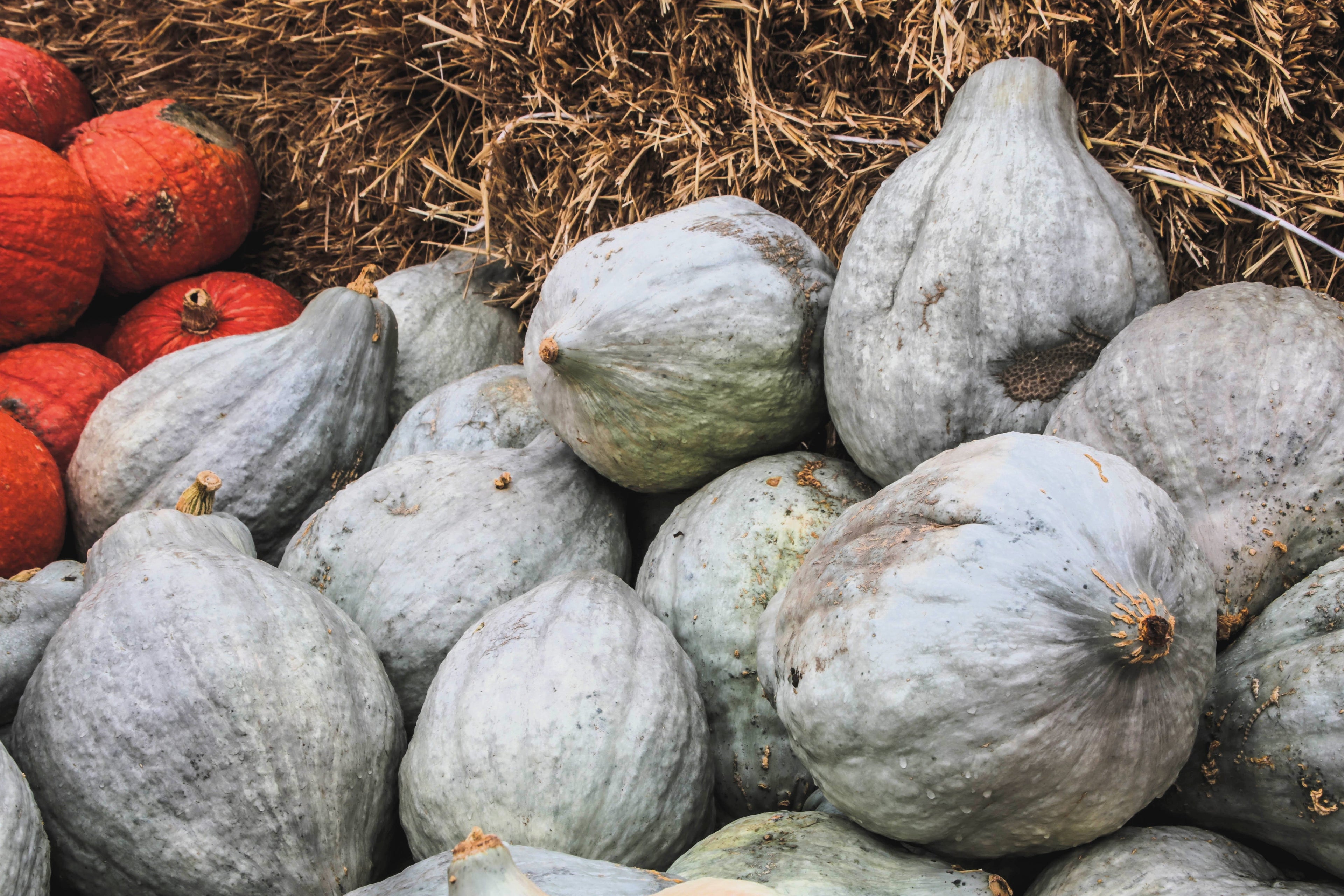 30 BLUE HUBBARD SQUASH New England Buttercup Cucurbita Pepo Vegetable Seeds