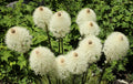 100 BEAR GRASS aka Bear LILY Beargrass Ornamental Xerophyllum Tenax Flower Seeds