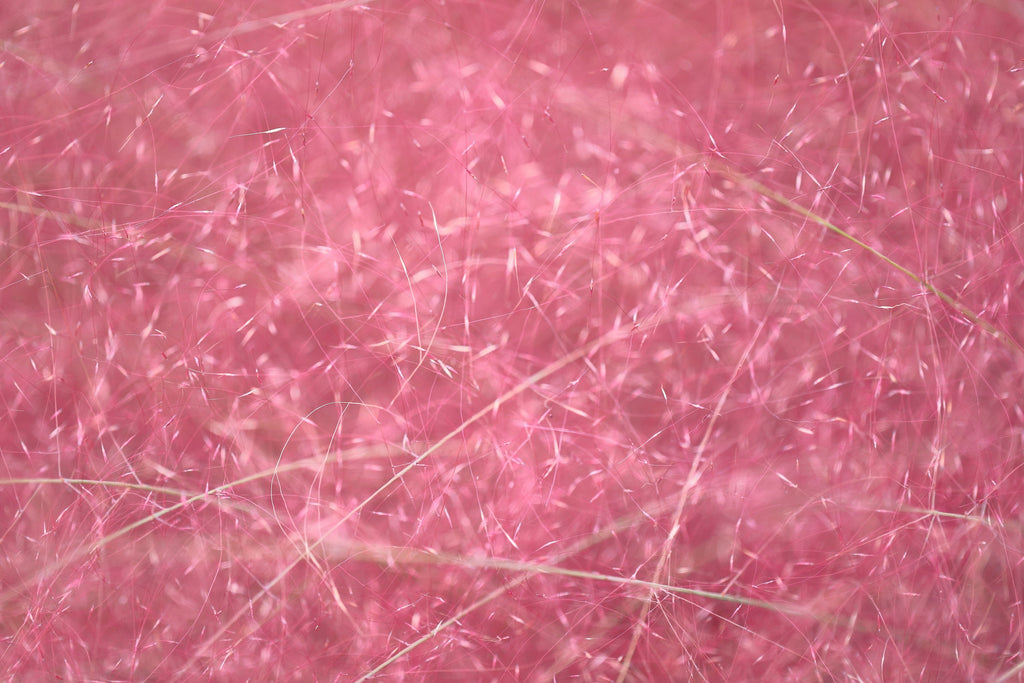 40 PINK MUHLY GRASS Cotton Candy Grass Muhlenbergia Capillaris Native Seeds