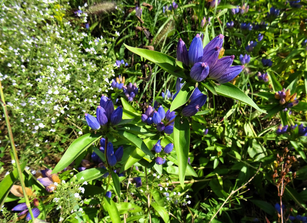 200 BOTTLE GENTIAN (Closed or Blind Gentian / Cloistered Heart) Gentiana Andrewsii Flower Seeds