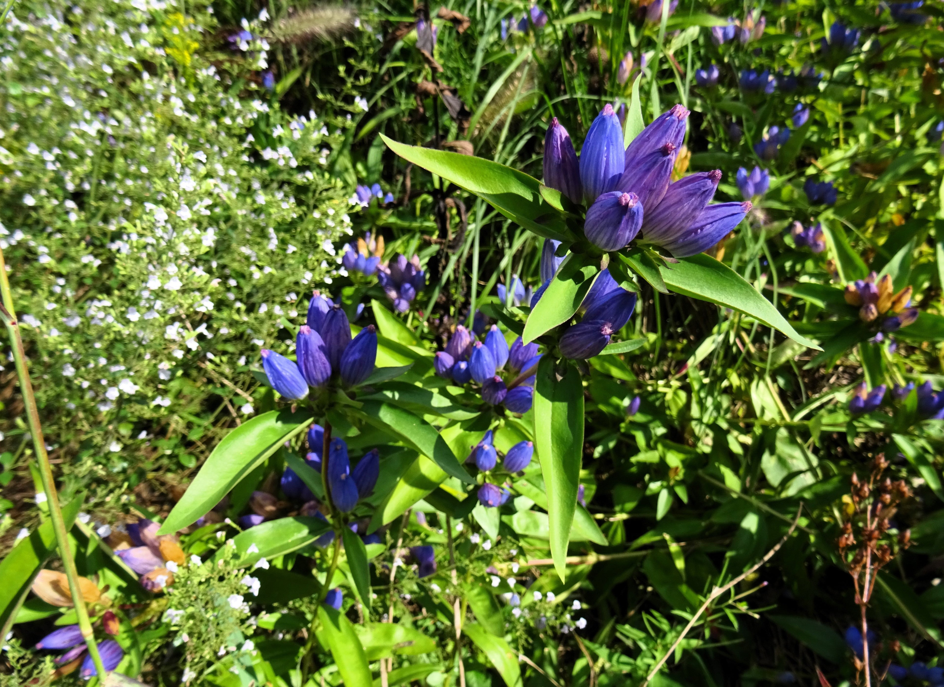 200 BOTTLE GENTIAN (Closed or Blind Gentian / Cloistered Heart) Gentiana Andrewsii Flower Seeds