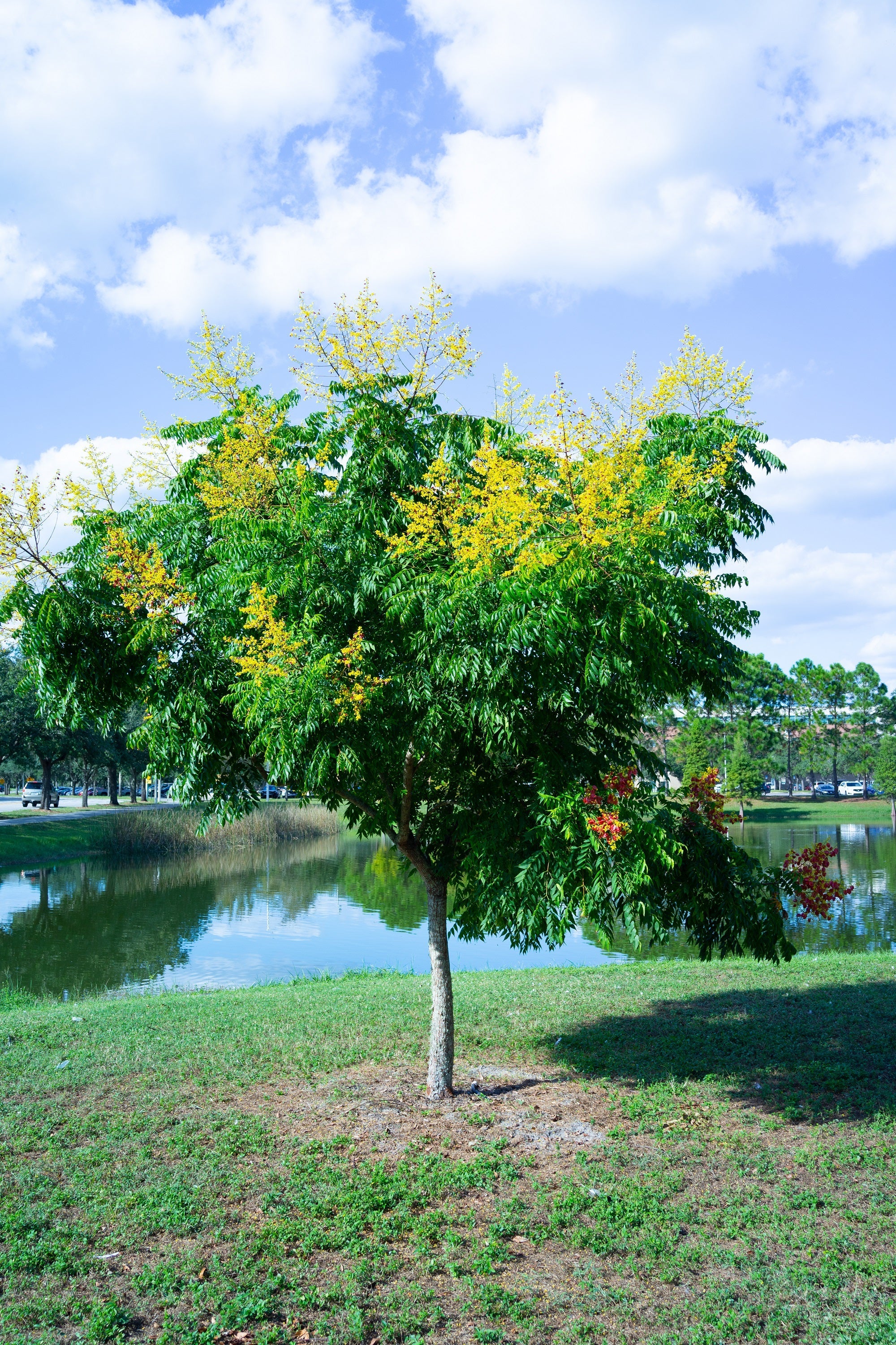 10 DWARF GOLDEN RAIN TREE Koelreuteria Paniculata Nana Yellow Flower Seeds