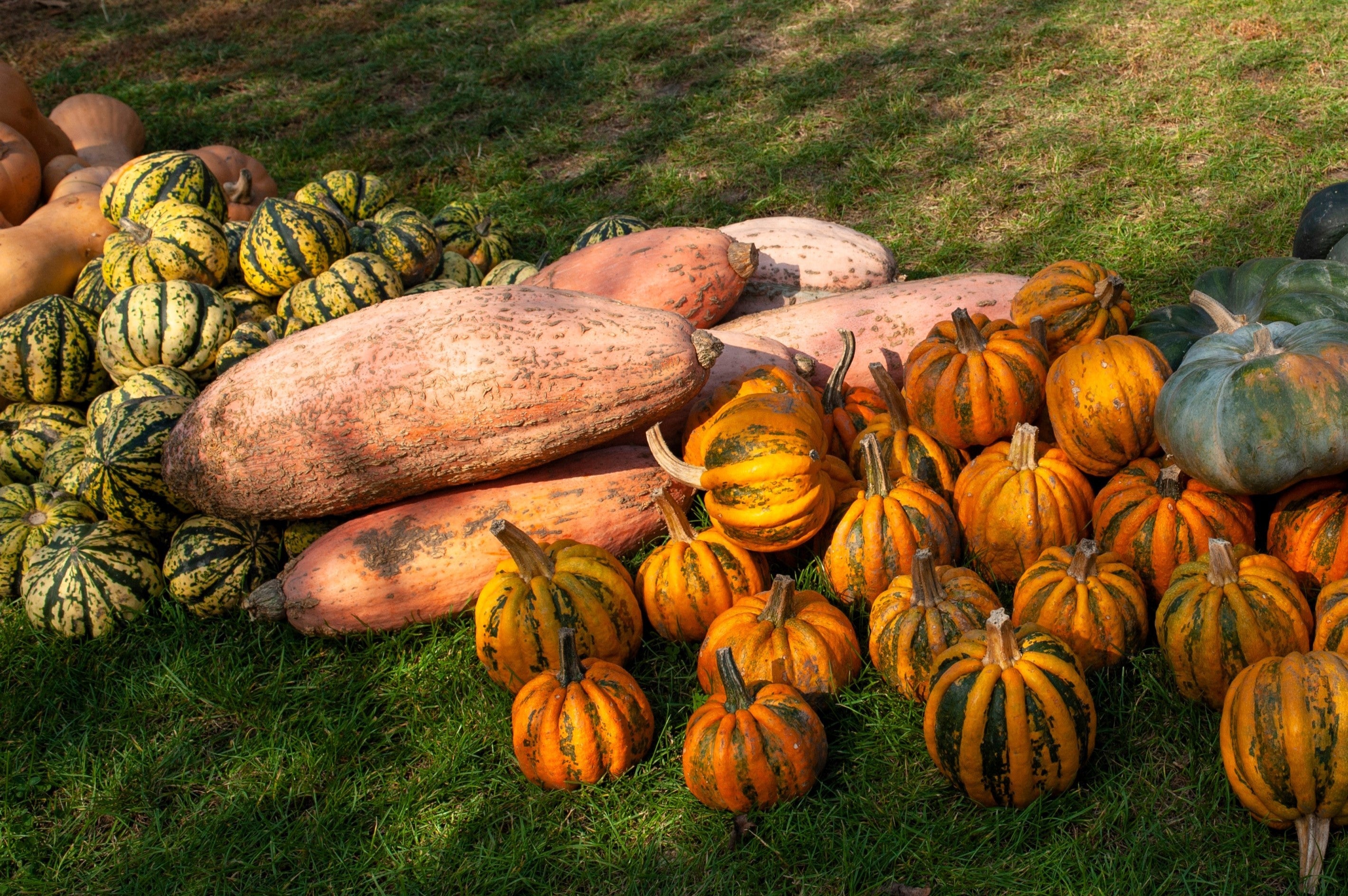 25 Jumbo PINK BANANA SQUASH Cucurbita Maxima Heirloom Winter Vegetable Seeds