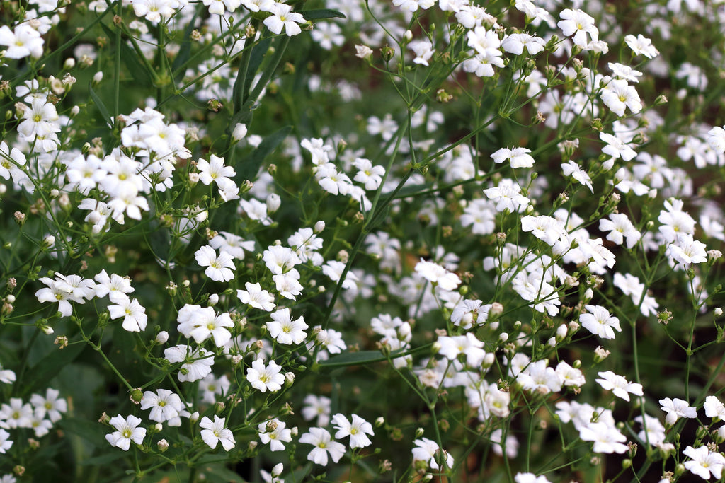 1000 White BABY'S BREATH 'Covent Garden' Gypsophila Elegans Flower Seeds