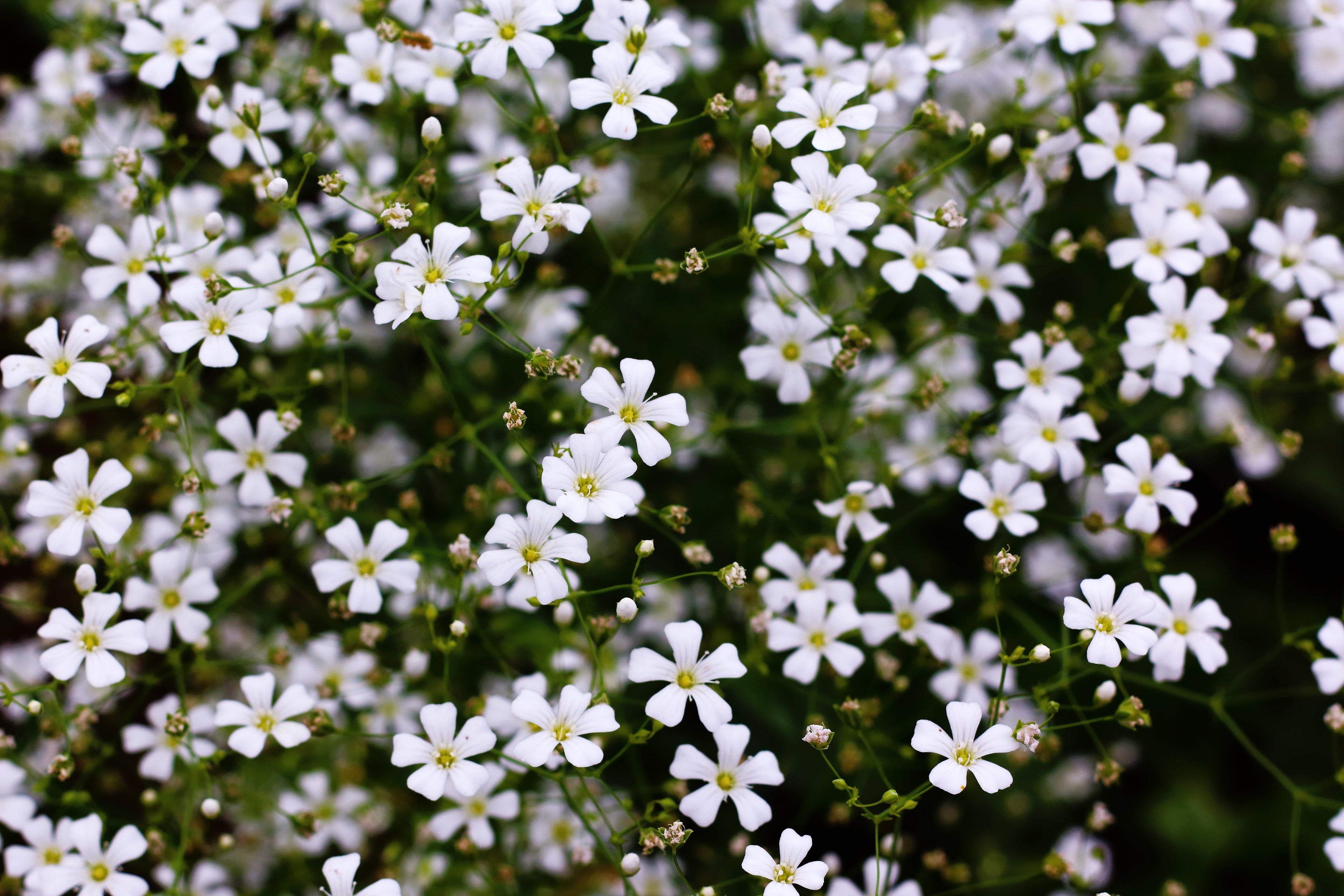 1000 White BABY'S BREATH 'Covent Garden' Gypsophila Elegans Flower Seeds