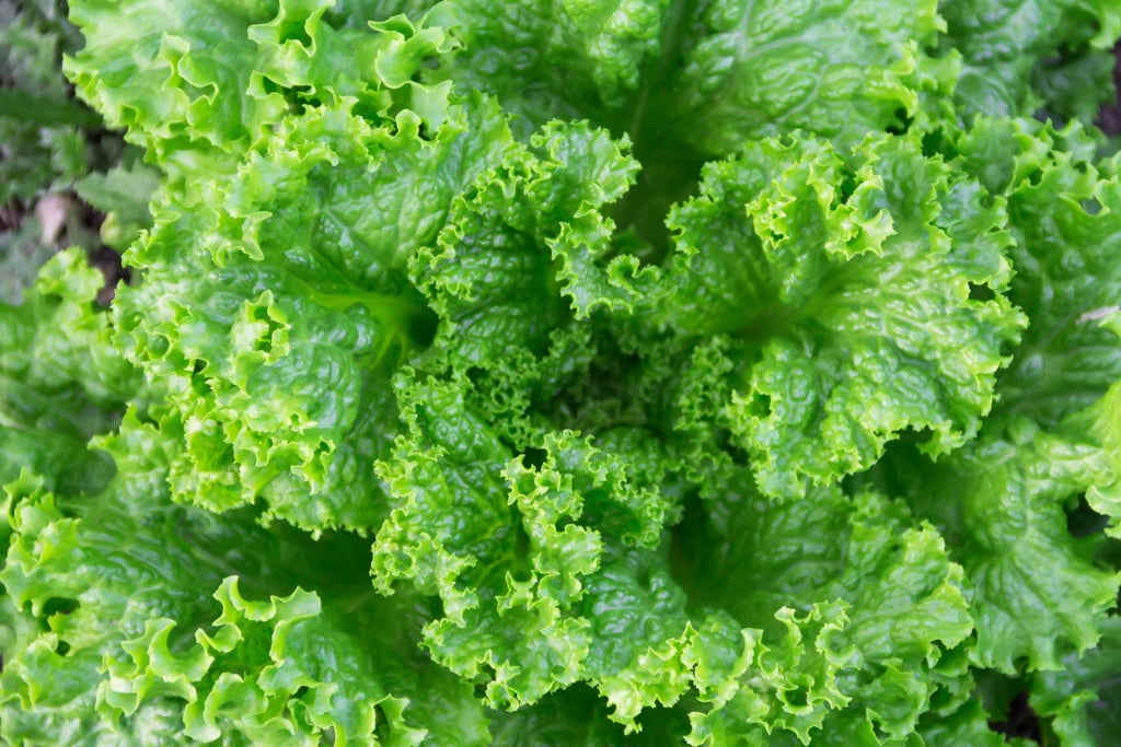 3000 Loose Leaf Green GRAND RAPIDS LETTUCE Lactuca Sativa Vegetable Seeds
