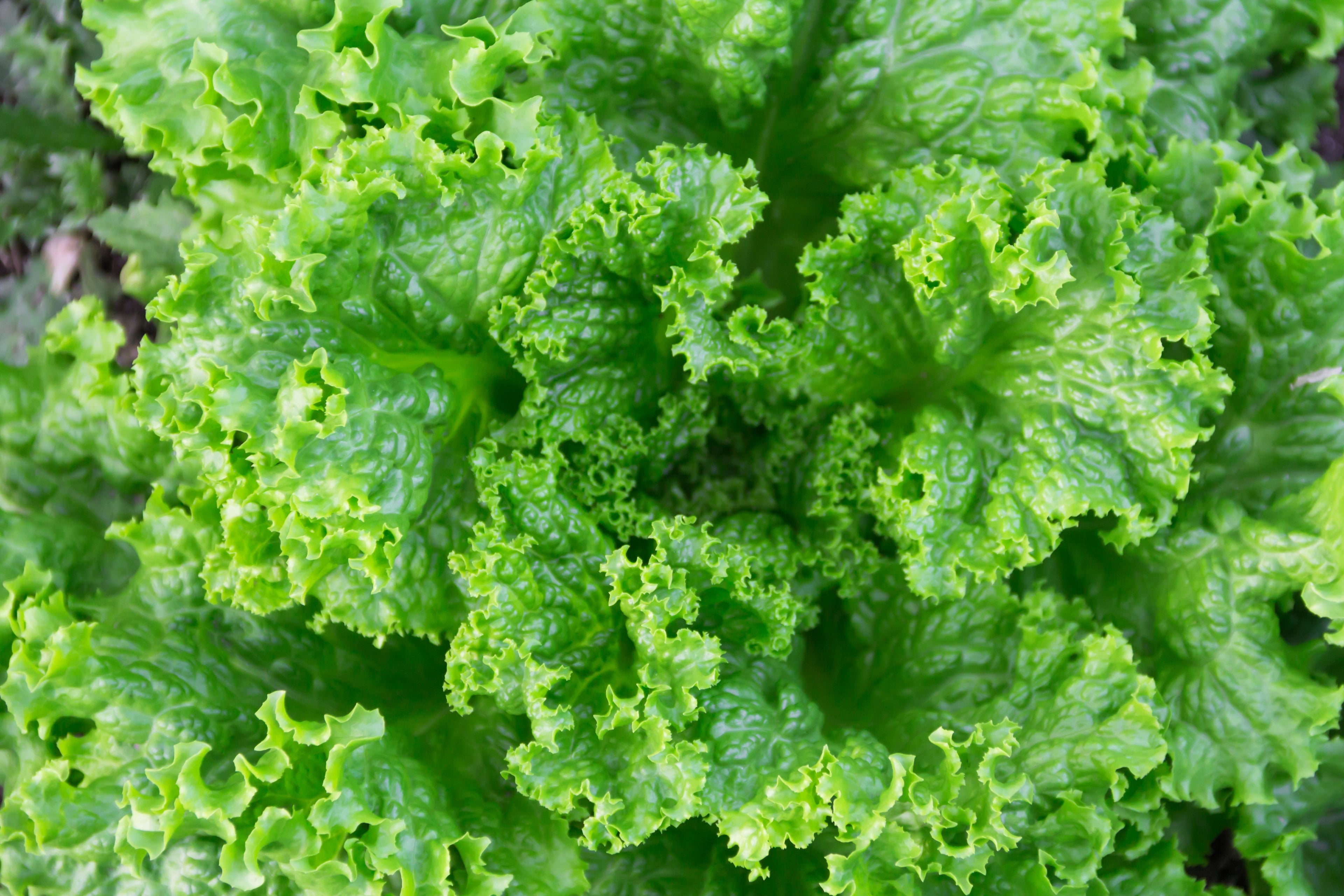 3000 Loose Leaf Green GRAND RAPIDS LETTUCE Lactuca Sativa Vegetable Seeds