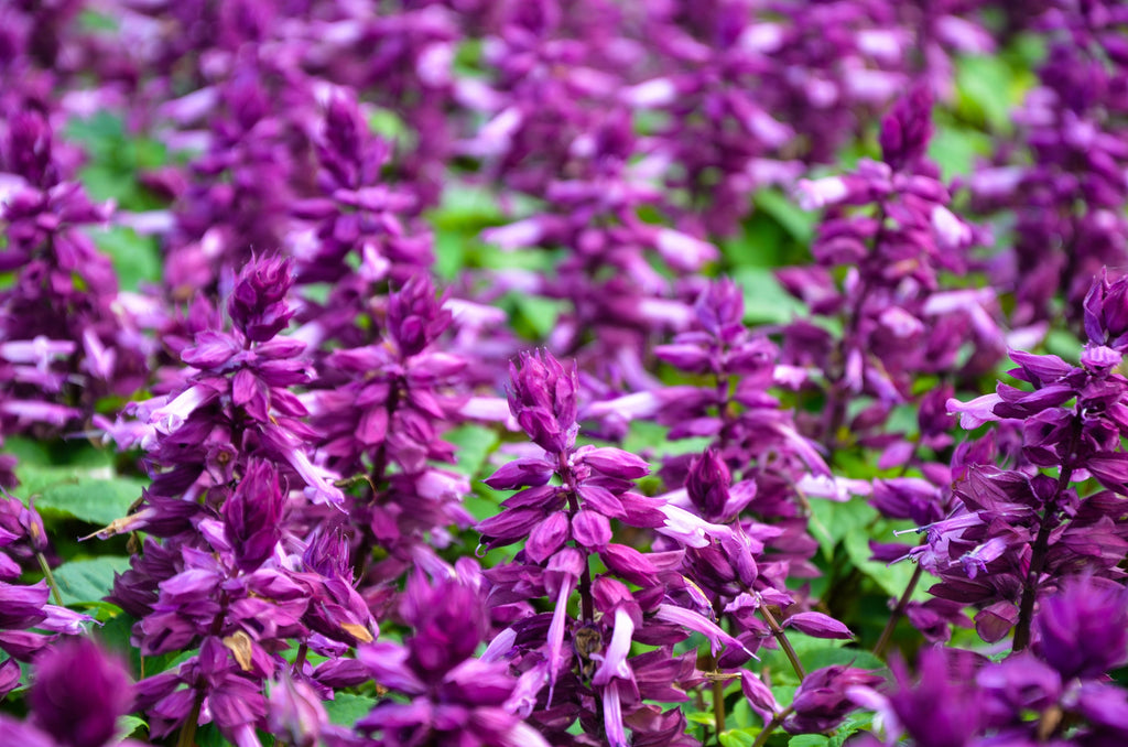 20 BRIGHT PURPLE SALVIA Splendens Scarlet Sage Flower Seeds