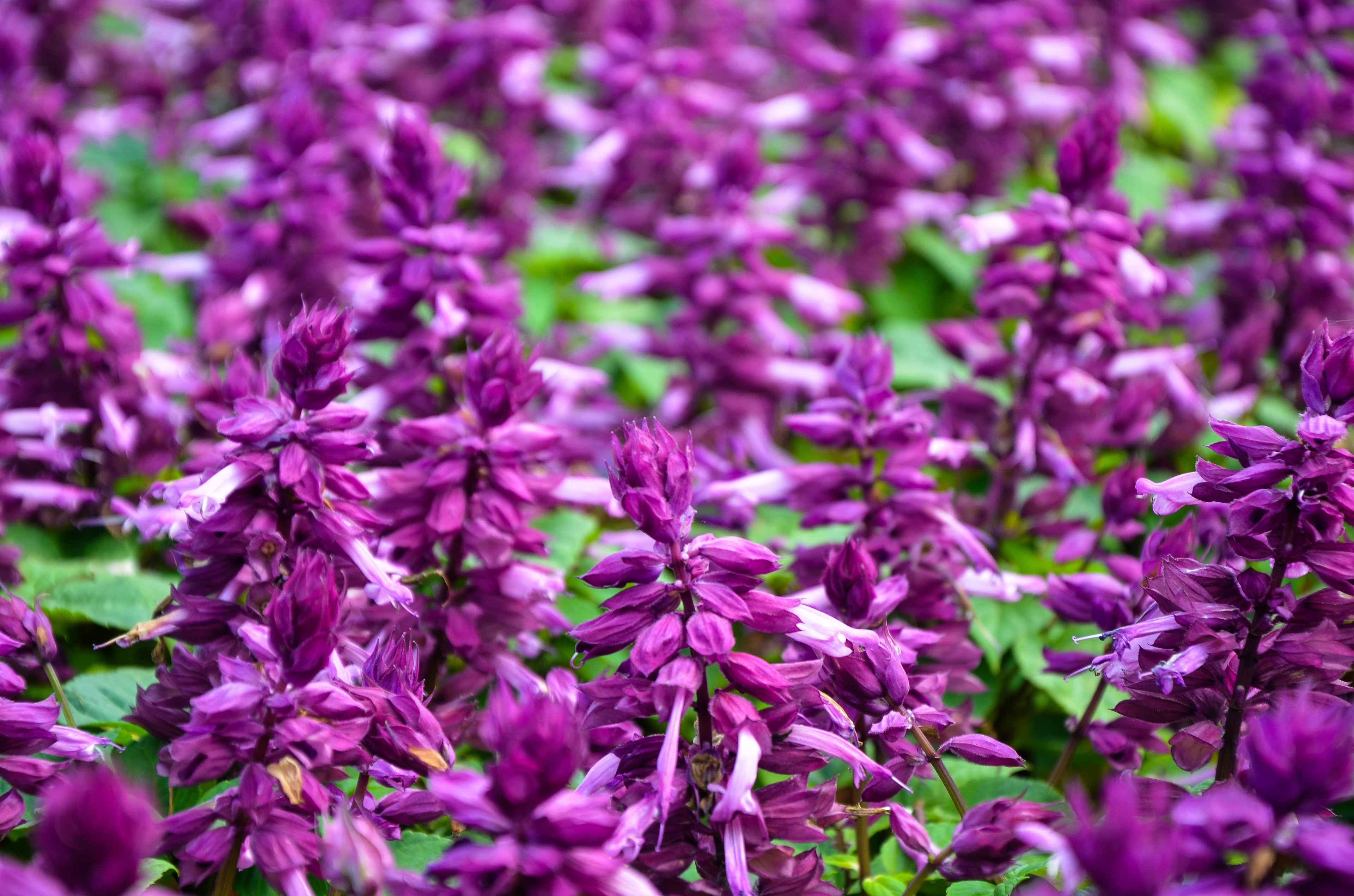 20 BRIGHT PURPLE SALVIA Splendens Scarlet Sage Flower Seeds