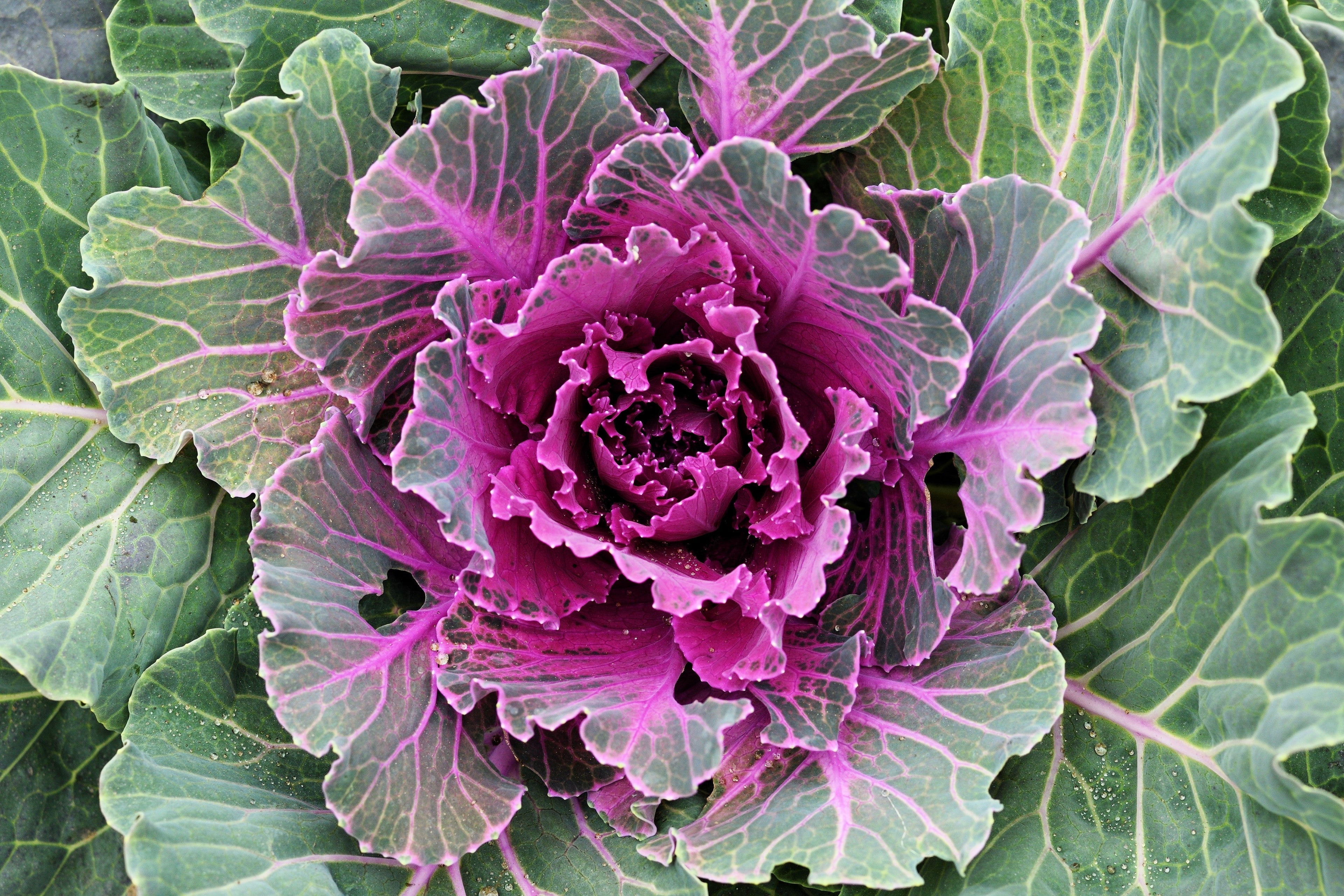 60 ORNAMENTAL KALE MIXED Colors Brassica Oleracea Flower Seeds