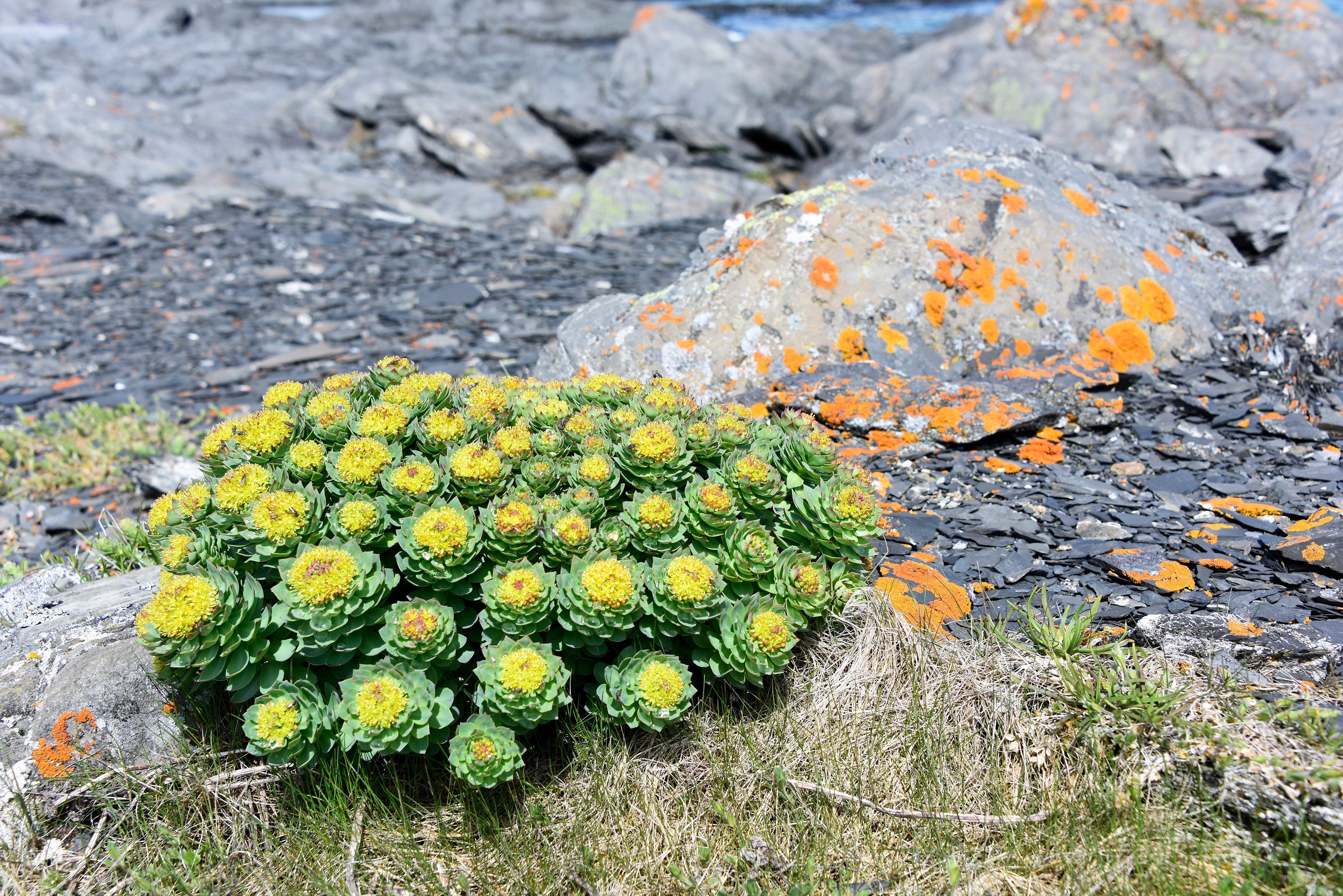 25 ROSEROOT STONECROP Golden Rose Root Sedum Rhodiola Rosea Yellow Succulent Flower Seeds