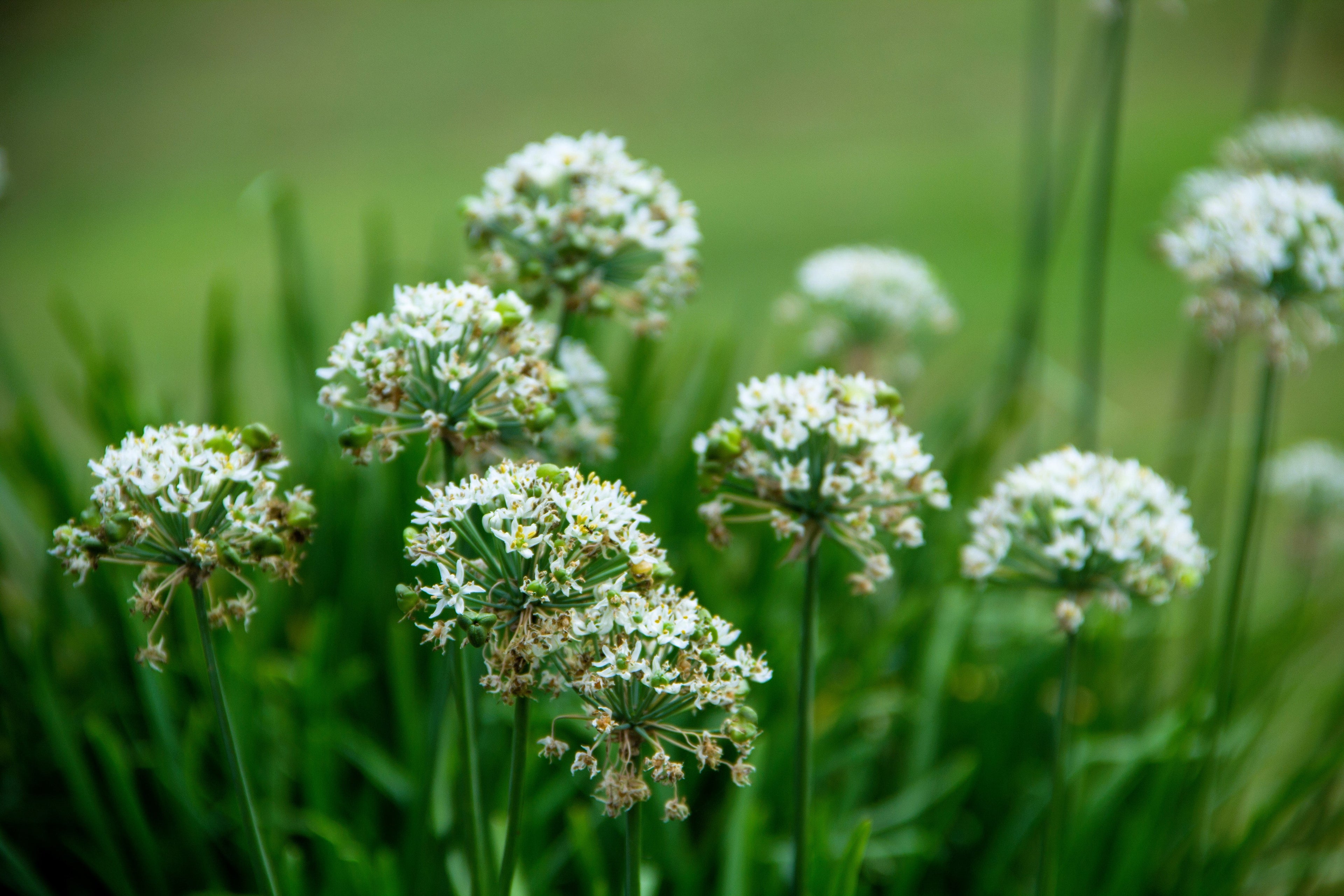 250 GARLIC CHIVE Allium Tuberosum White Flowering Herb Vegetable Seeds