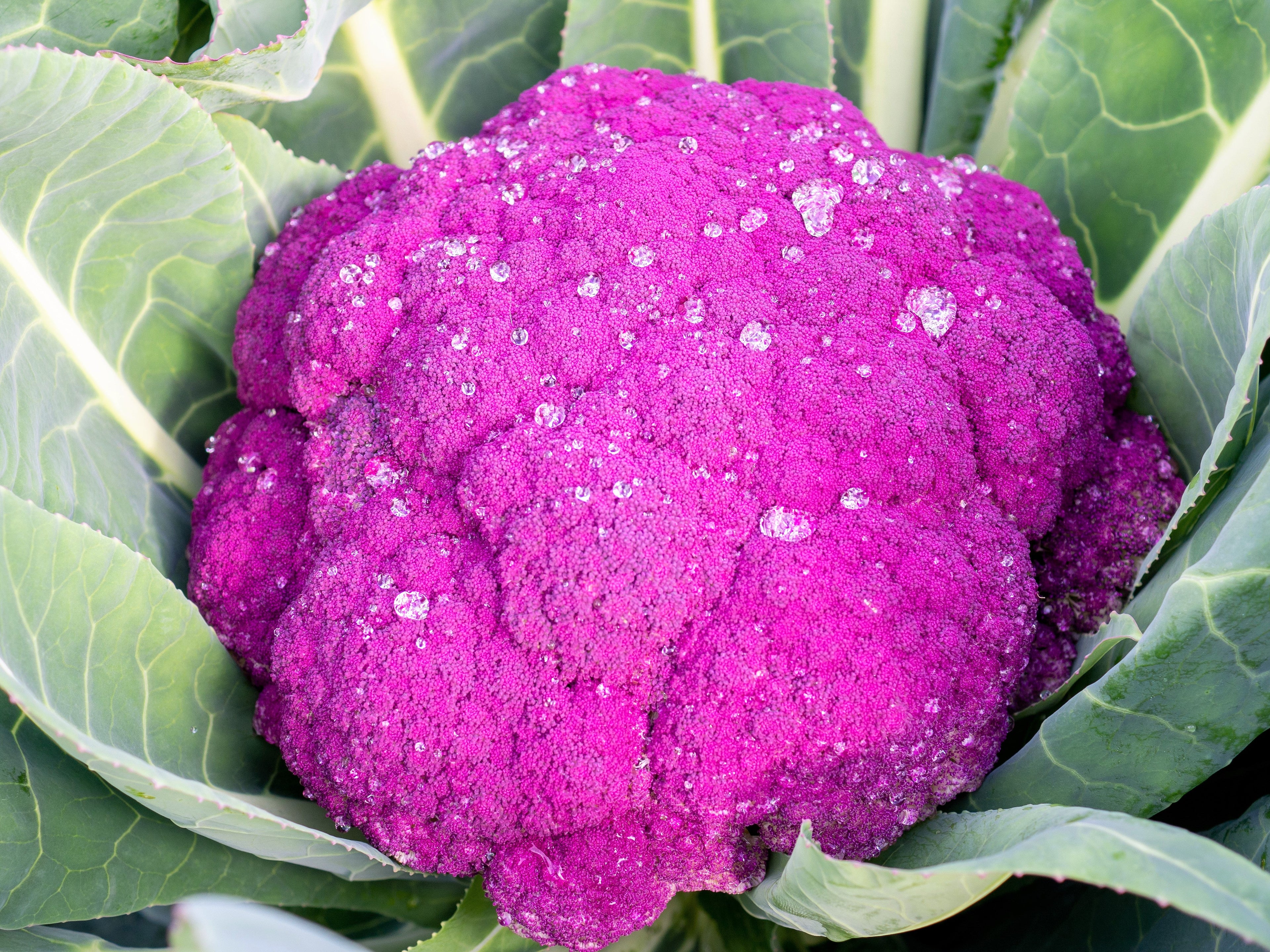 25 PURPLE CAULIFLOWER Violet Queen Brassica Oleracea Botrytis Vegetable Seeds