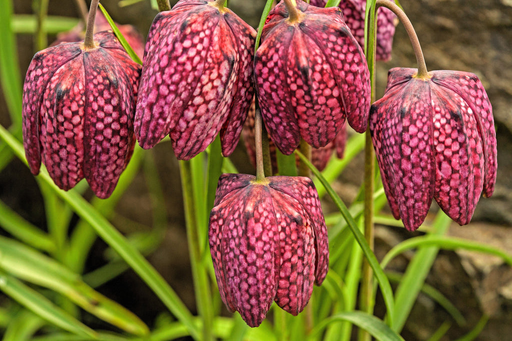 10 CHECKER LILY Fritillaria Affinis Chocolate Mission Bells Flower Seeds