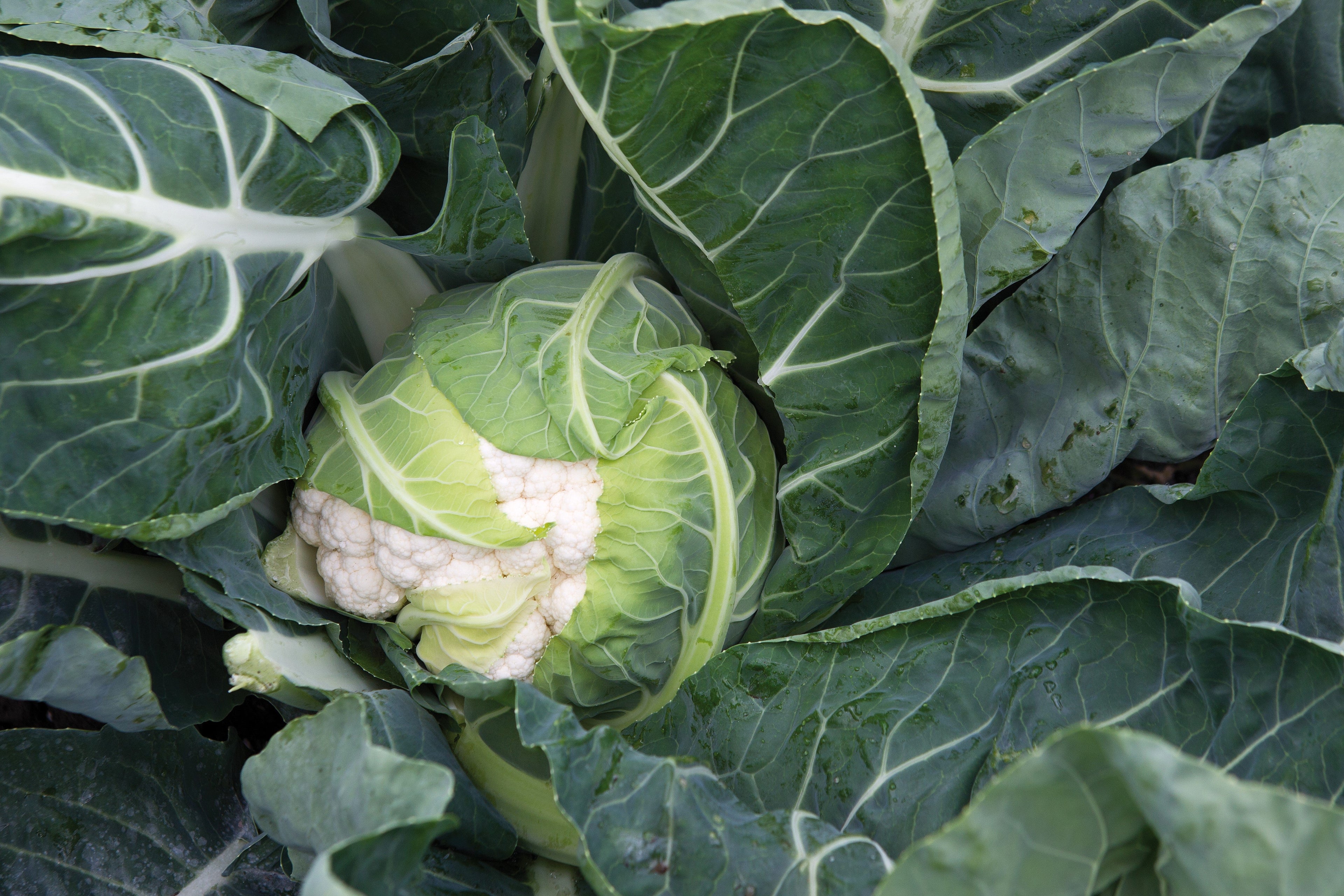 250 SNOWBALL SELFBLANCHING CAULIFLOWER White Brassica Oleracea Vegetable Seeds