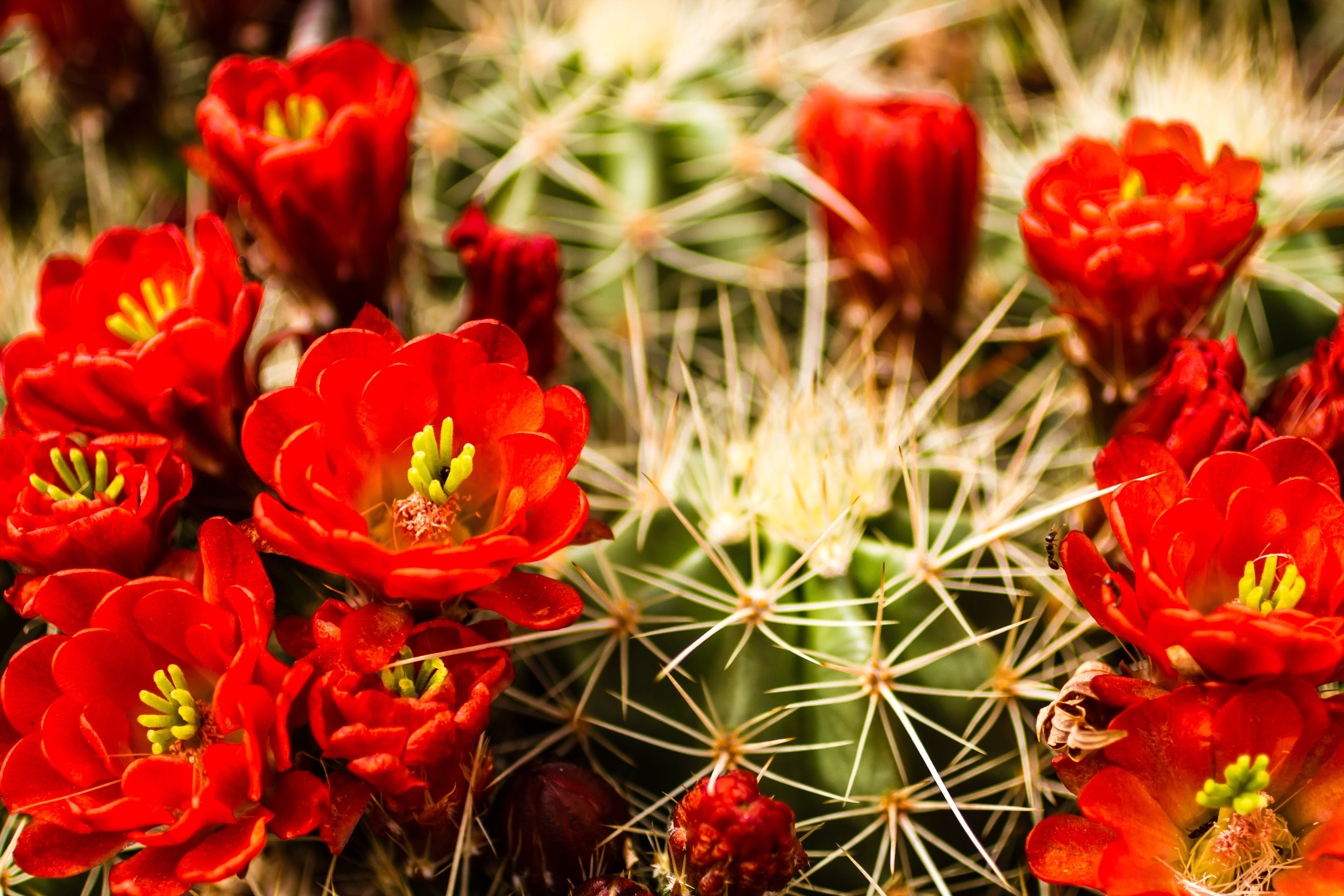 50 CACTUS MIX 'Finest Mixed' Succulent Flower Plant Seeds