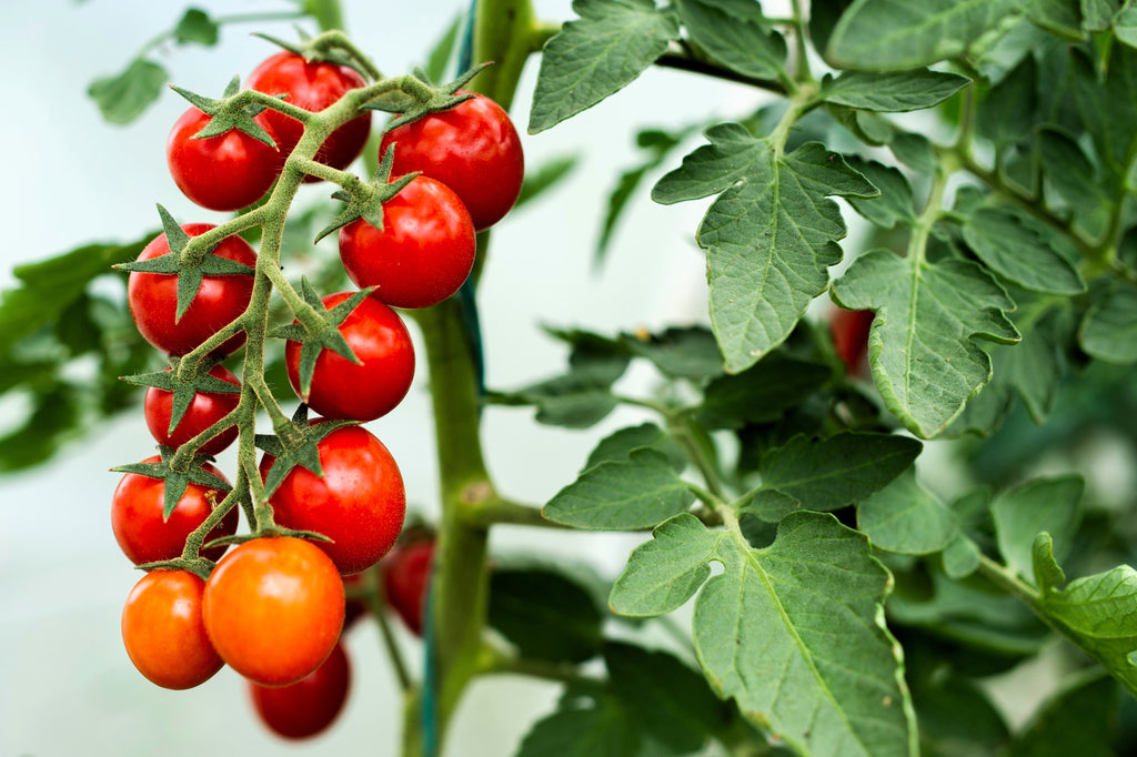 300 SMALL Red CHERRY TOMATO Lycopersicon Lycopersicum Fruit Vegetable Seeds