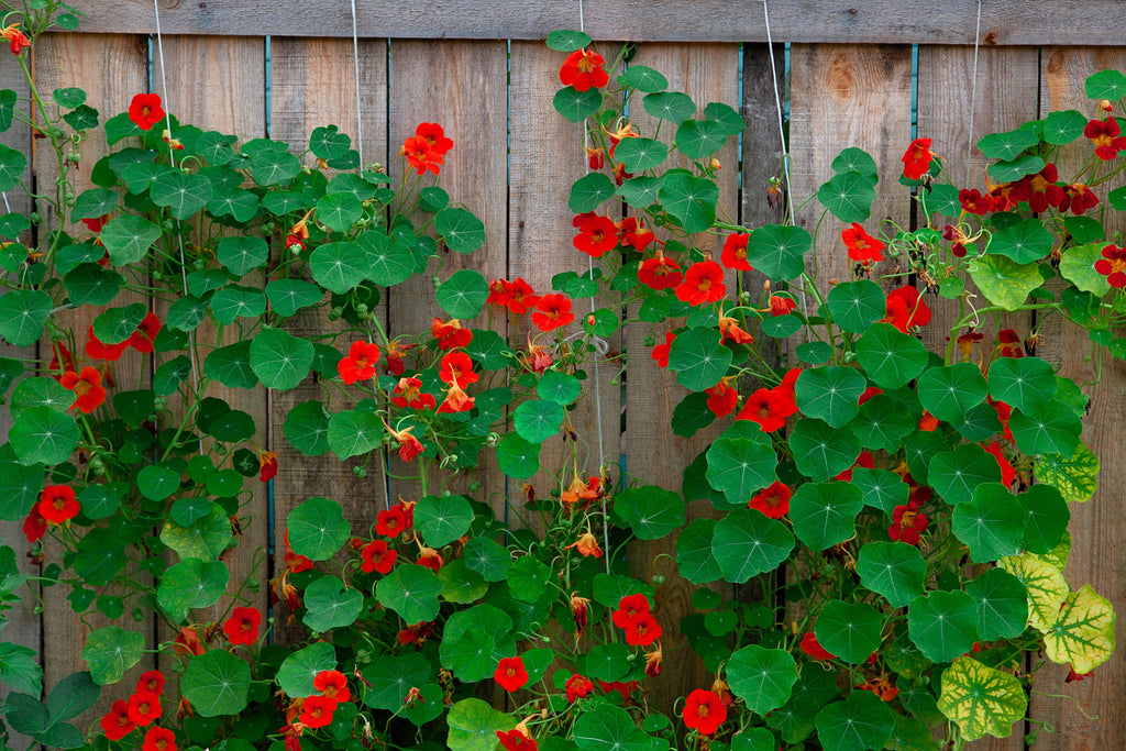 25 Dwarf RED EMPRESS NASTURTIUM Tropaeolum Majus Nanum Hummingbird Flower Seeds