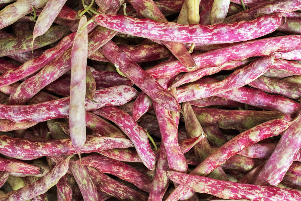 Netre Bhena 25 DWARF HORTICULTURE BEAN Taylor Long French Phaseolus Vulgaris Veget ...