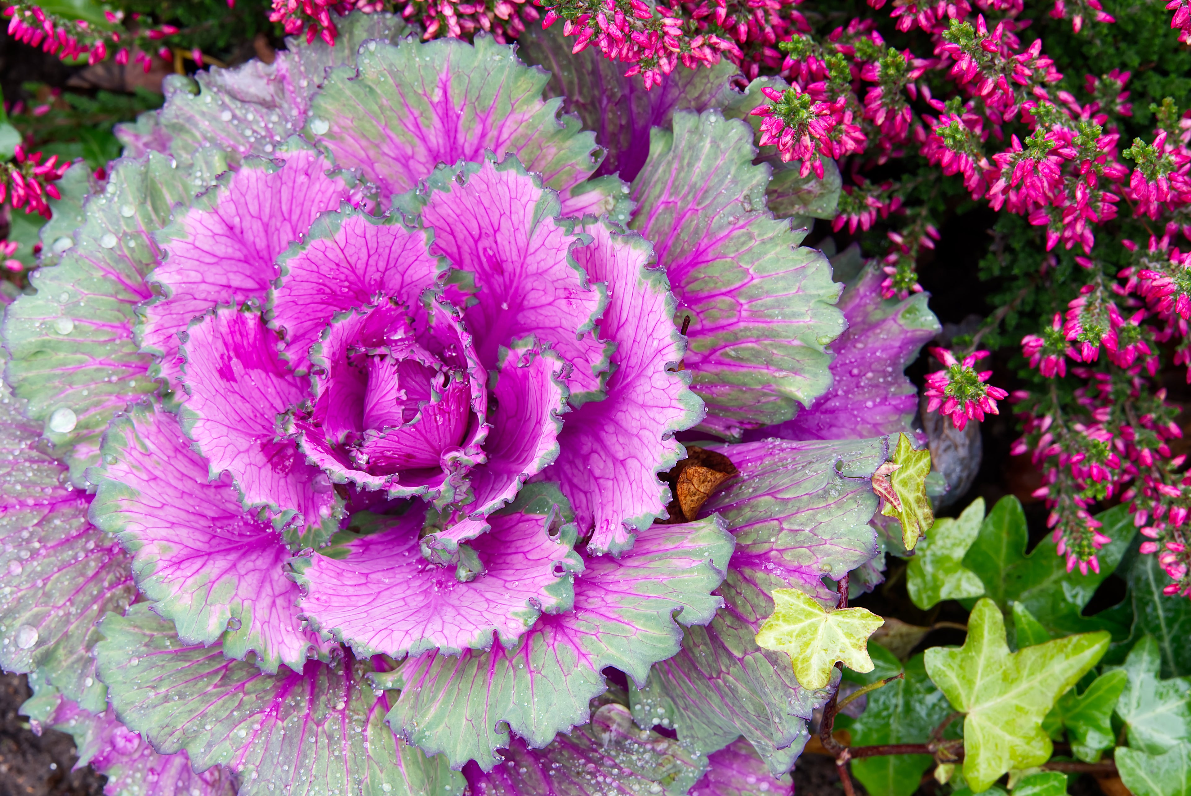 50 MIXED ORNAMENTAL CABBAGE Flowering Cabbage Brassica Oleracea Seeds