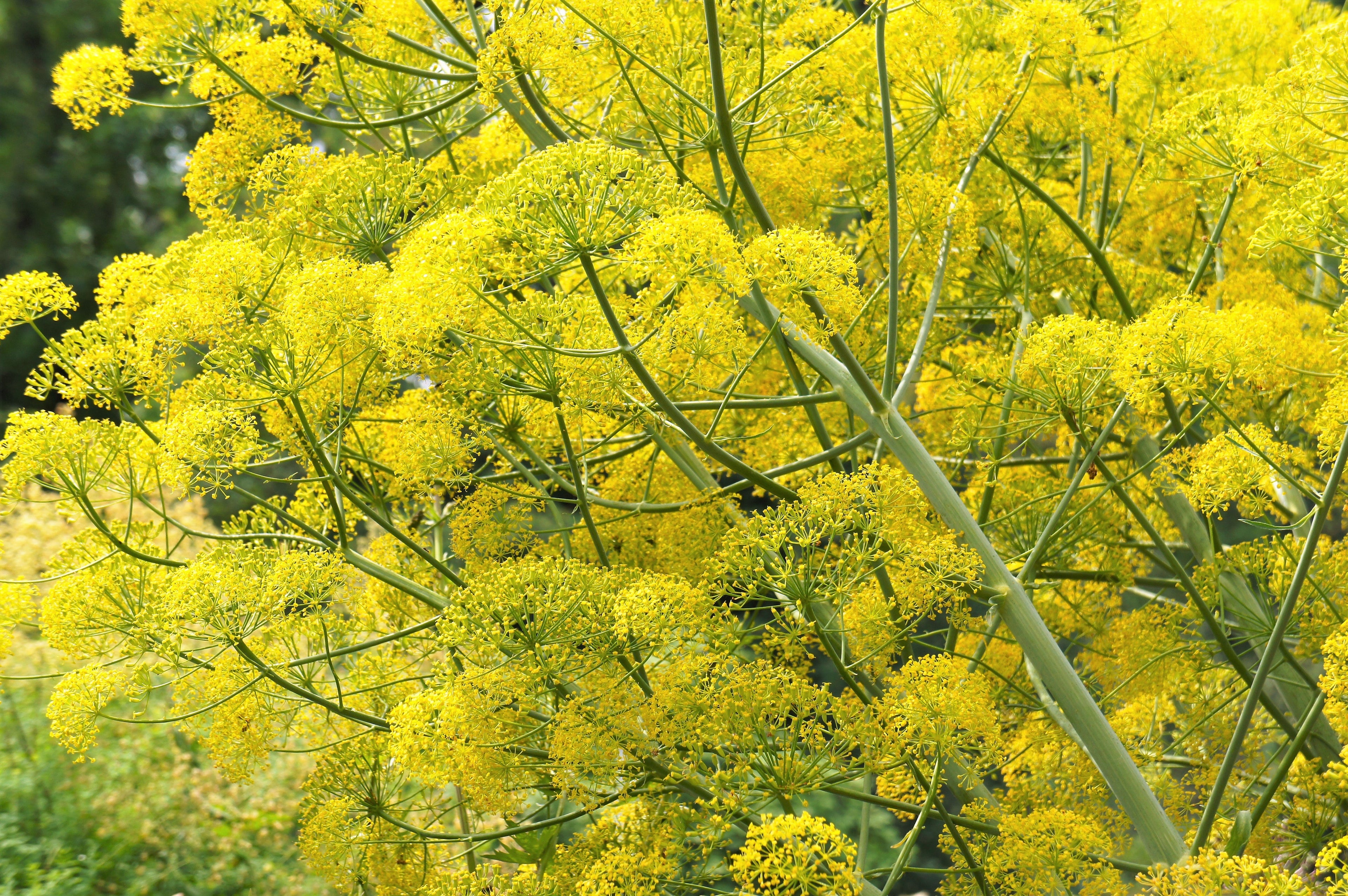 15 GIANT FENNEL Ferula Communis Gigantea Yellow Flower Herb Seeds