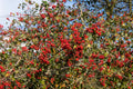 50 WASHINGTON HAWTHORN Crataegus Phaenopyrum Mayflower Shrub Tree Edible Fruit & White Flowers Seeds