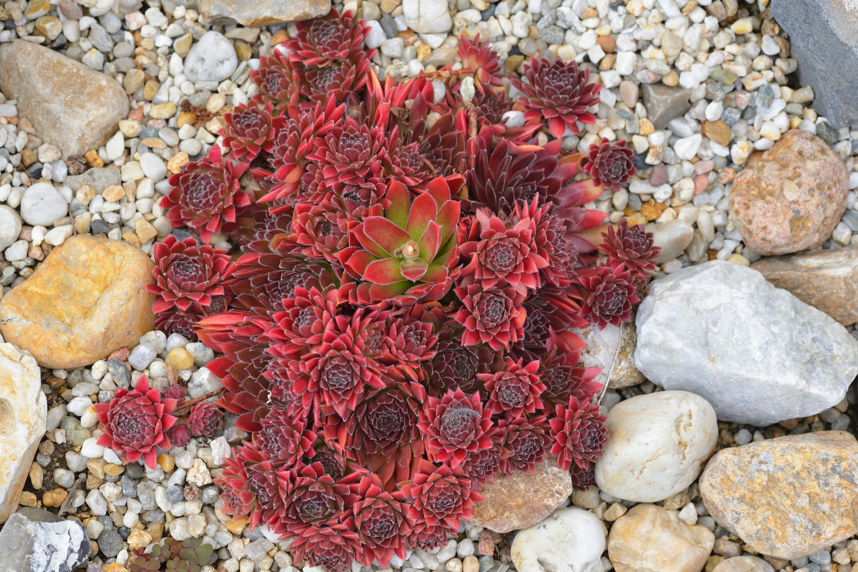 25 MIXED HENS & CHICKS Chickens Succulent (Live Forever) Sempervivum Flower Seeds