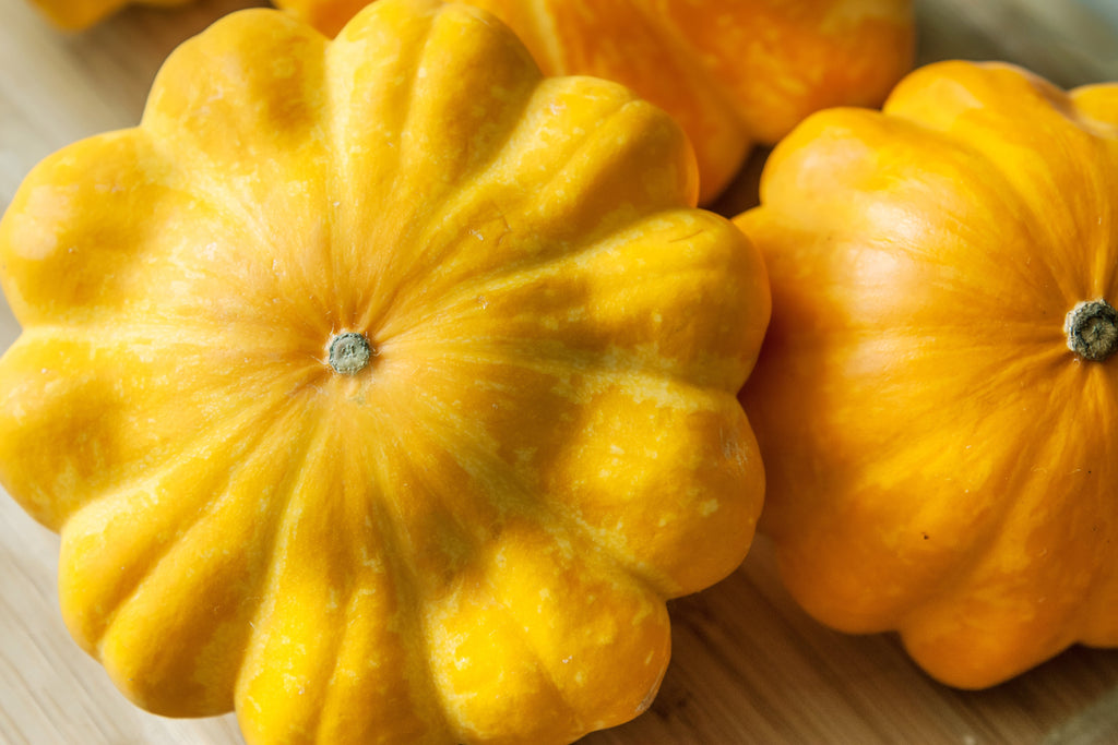 10 Golden YELLOW Bush SCALLOP SQUASH (Patty Pan / Paty Pan / Squanter Squash) Summer Cucurbita Pepo Vegetable Seeds
