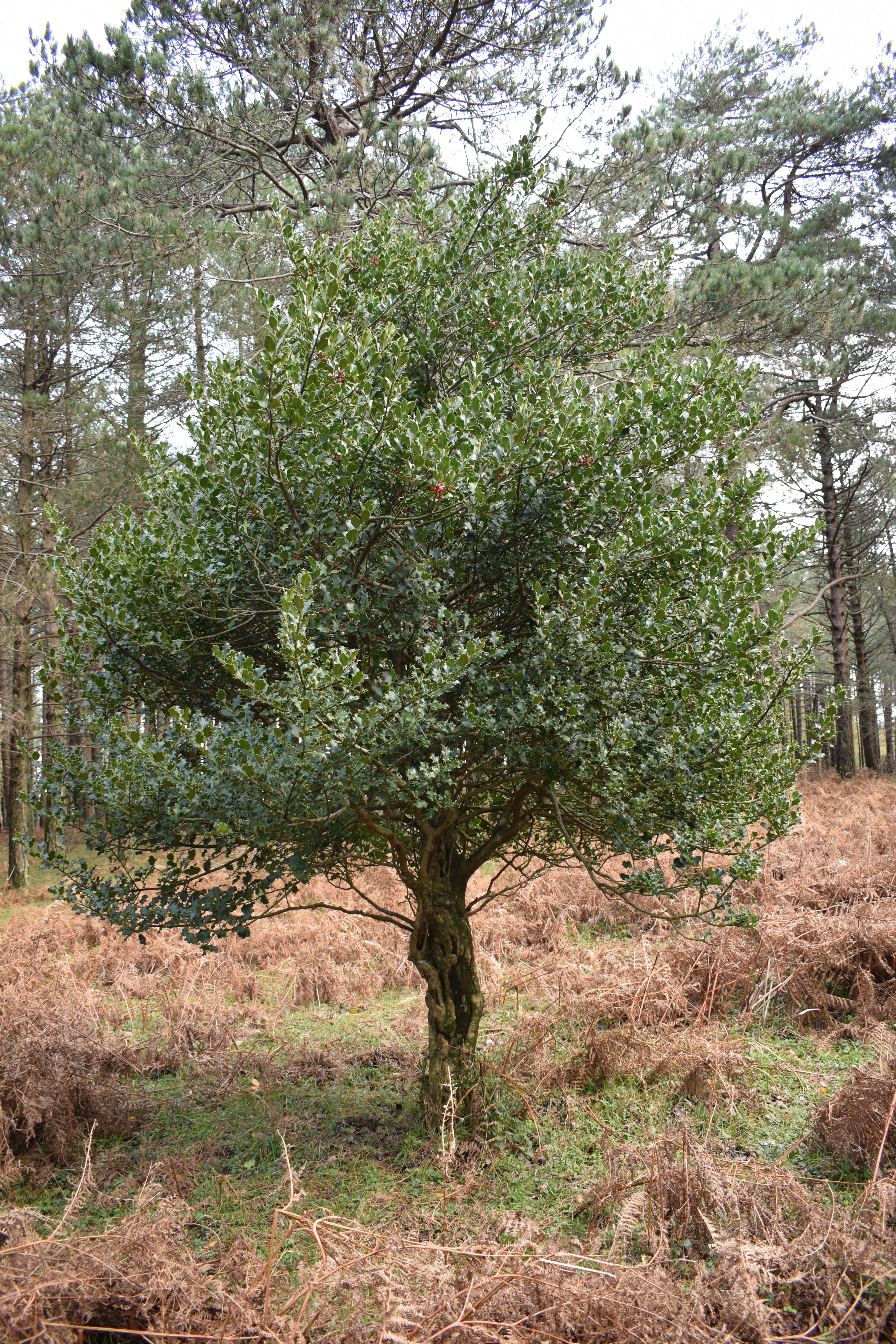 40 ENGLISH HOLLY Ilex Aquifolium aka European Common or Christmas Holly Evergreen Tree Shrub Berry Seeds