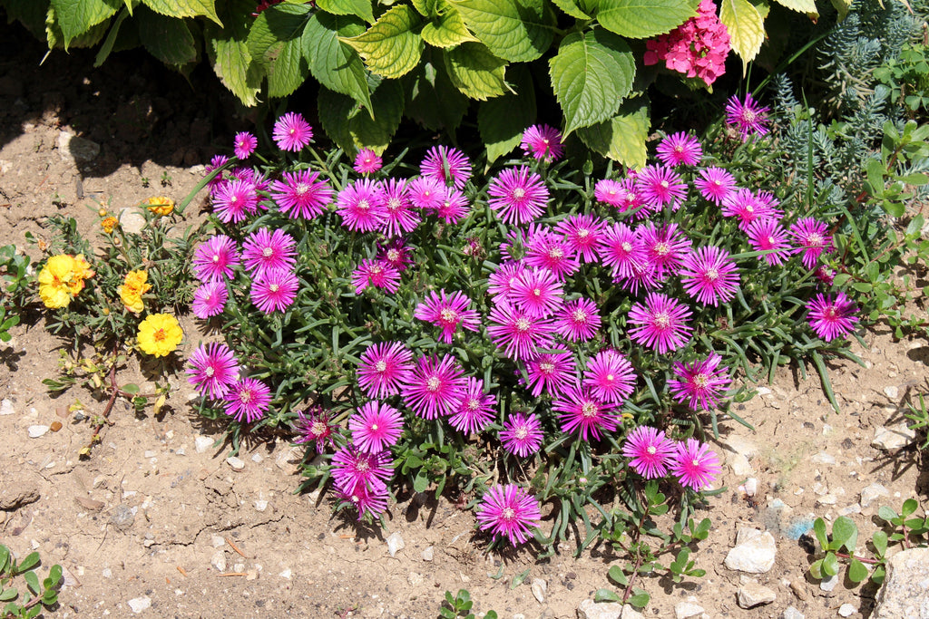 25 Table Mountain ICE PLANT Magenta Fuchsia Delosperma Cooperi Perennial Pink Carpet Flower Seeds