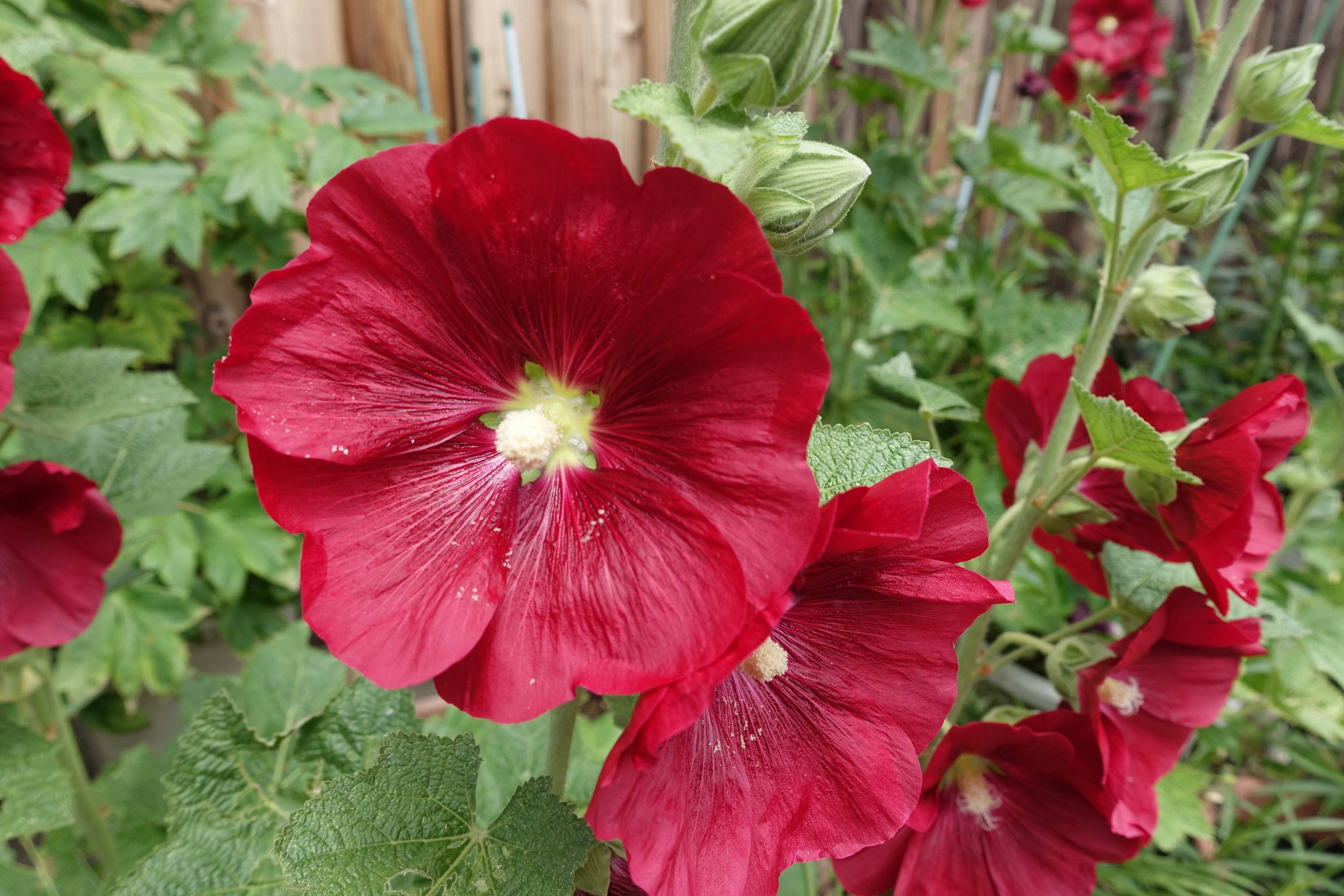25 DARK RED HOLLYHOCK Alcea Rosea Flower Seeds Perennial