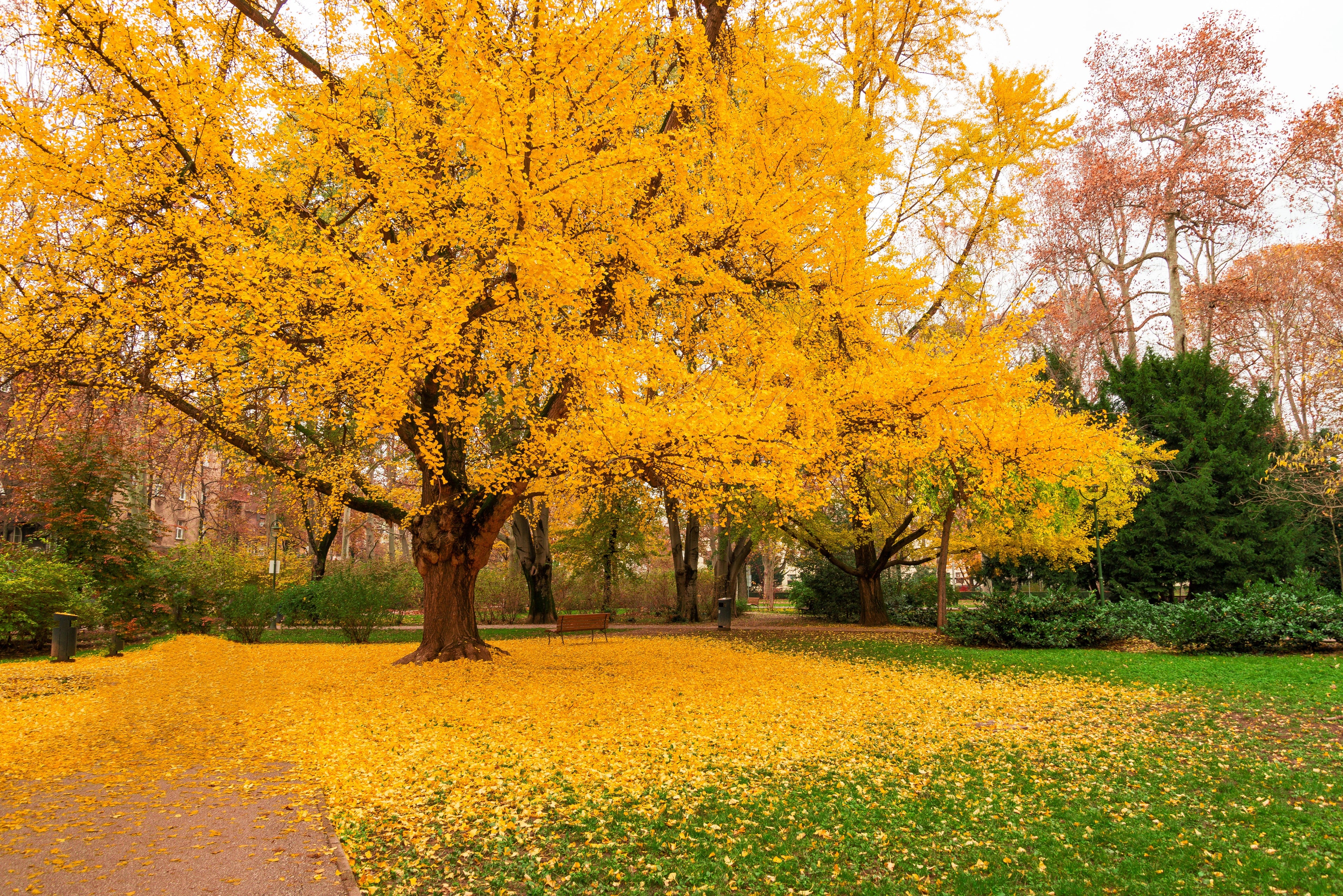 10 GINKGO BILOBA Maidenhair Tree Yellow Fall Orange "Fruit" Herb Seeds