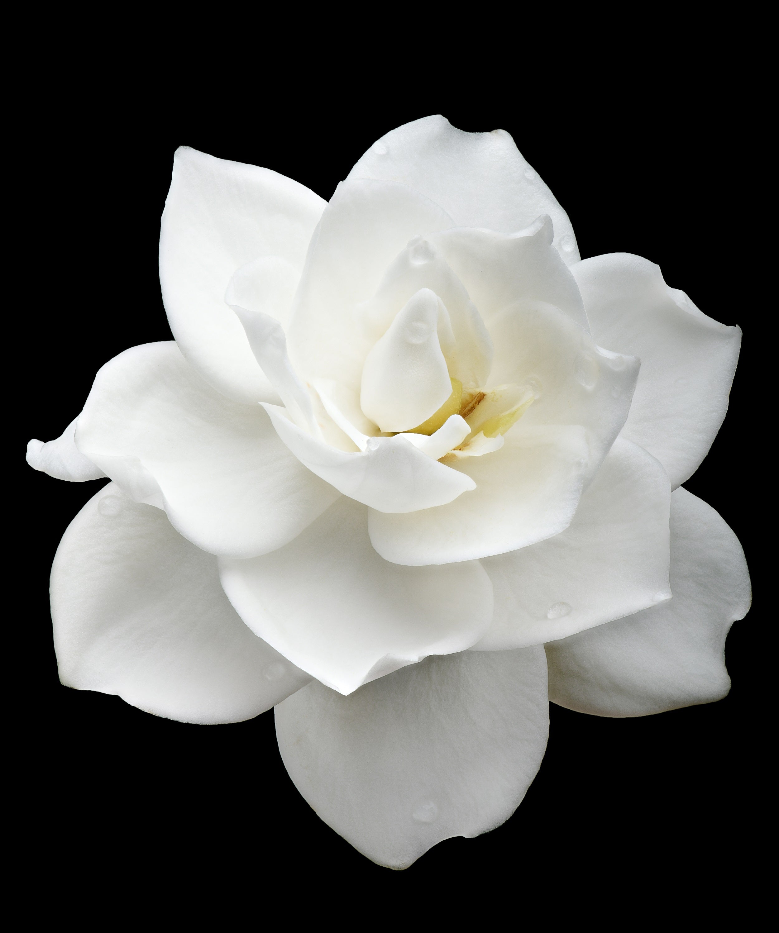 50 GARDENIA Jasminoides / CAPE JASMINE Fragrant White Shrub Houseplant Flower Seeds