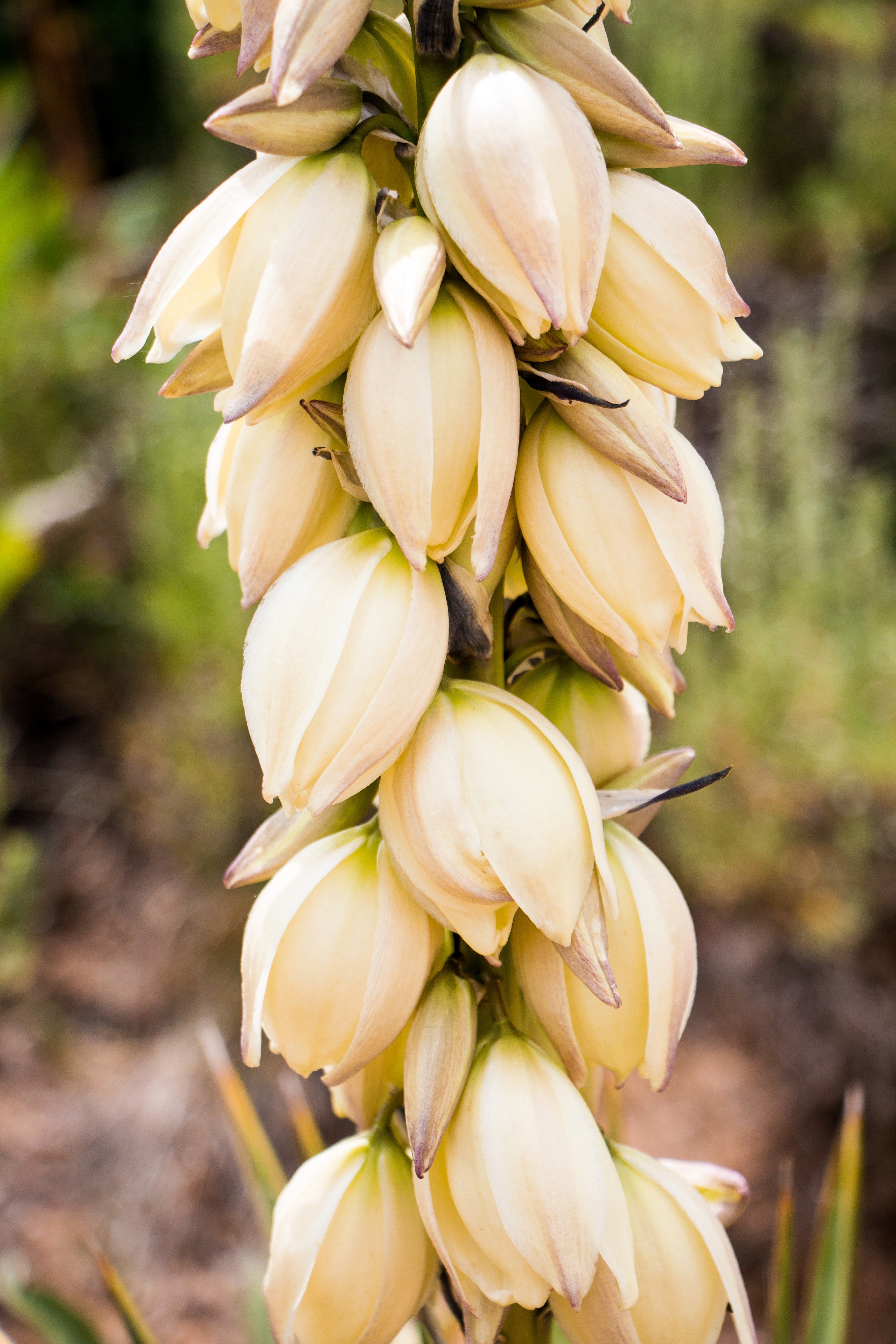 100 YUCCA (Soapweed / Soapwell / Beargrass / Great Plains Yucca) Yucca Glauca Flower Seeds