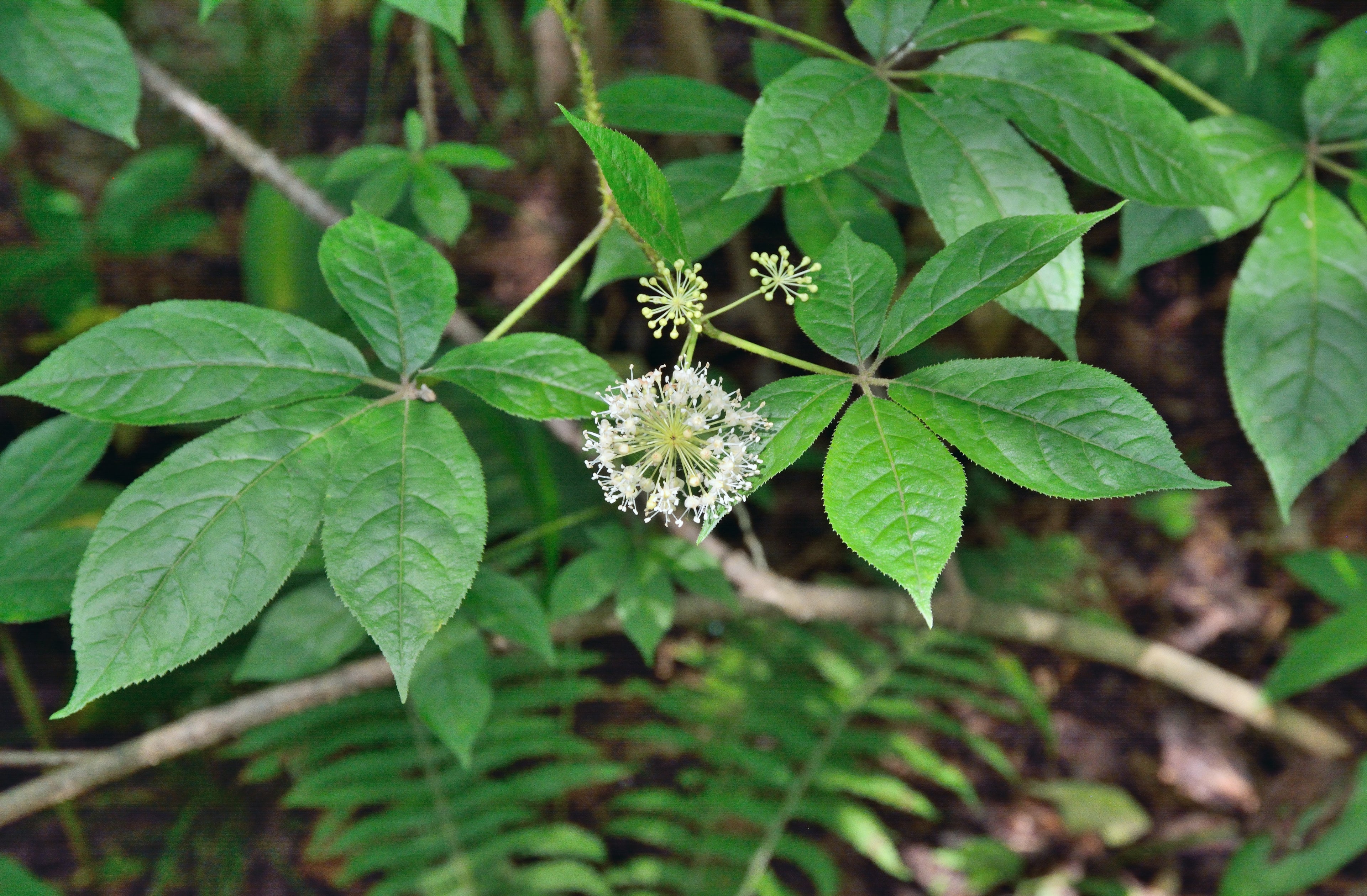 20 SIBERIAN GINSENG Eleutherococcus Senticosus Ci Wu Jia Herb Shrub Seeds