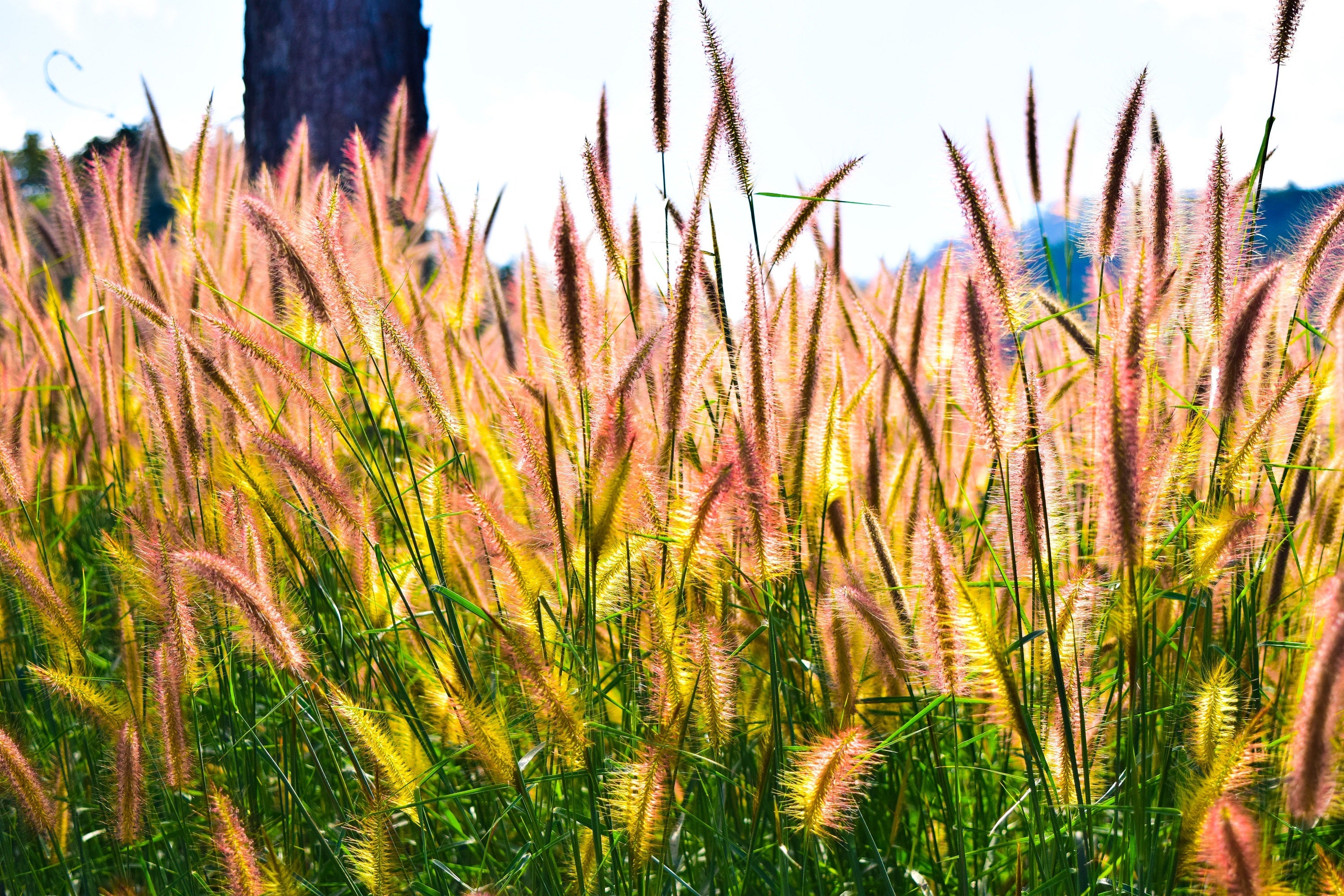 300 Bottlebrush SQUIRRELTAIL RYE GRASS Elymus Elymoides syn Sitanion H ...