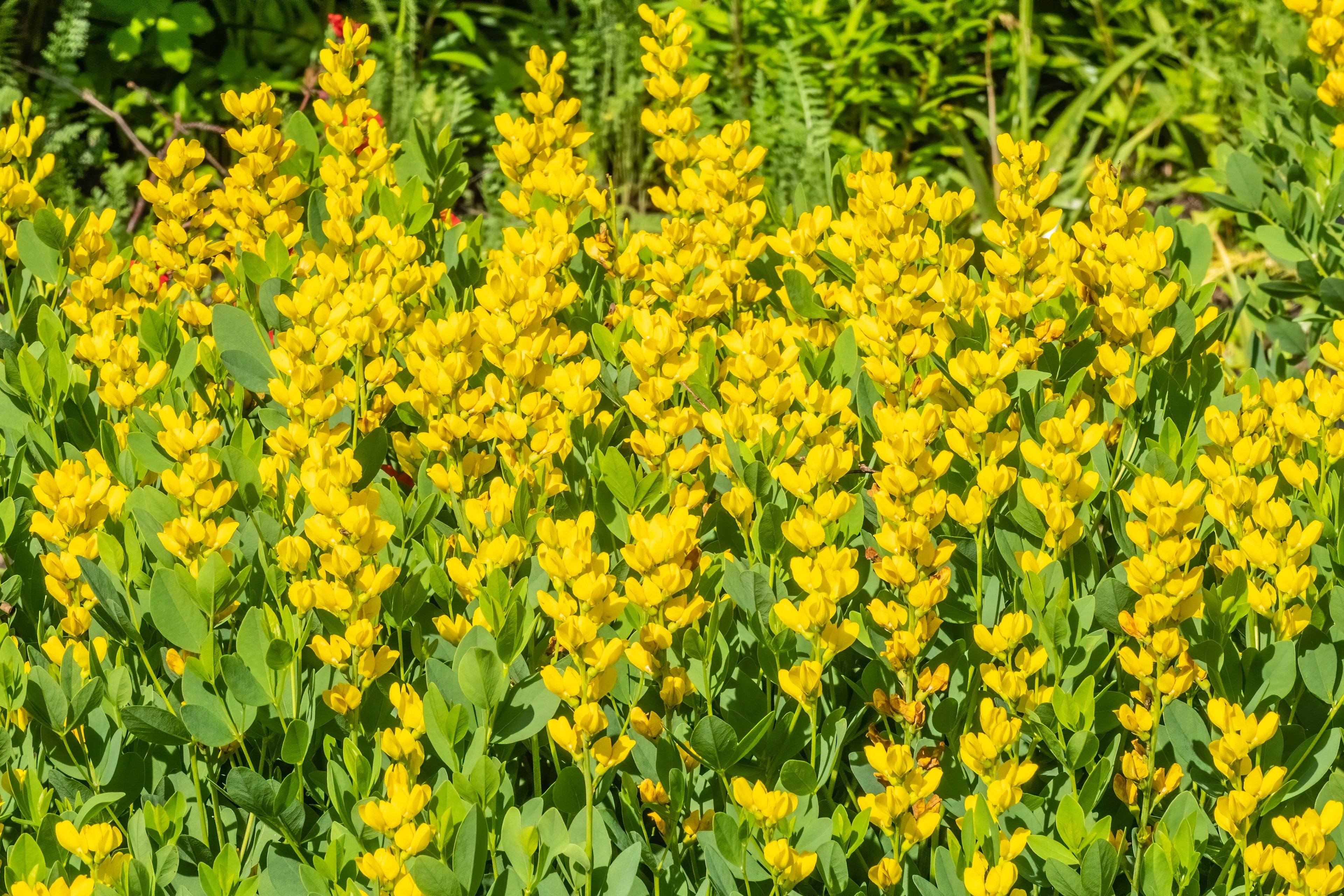 25 YELLOW WILD INDIGO Baptisia Tinctoria False Indigo Flower Seeds