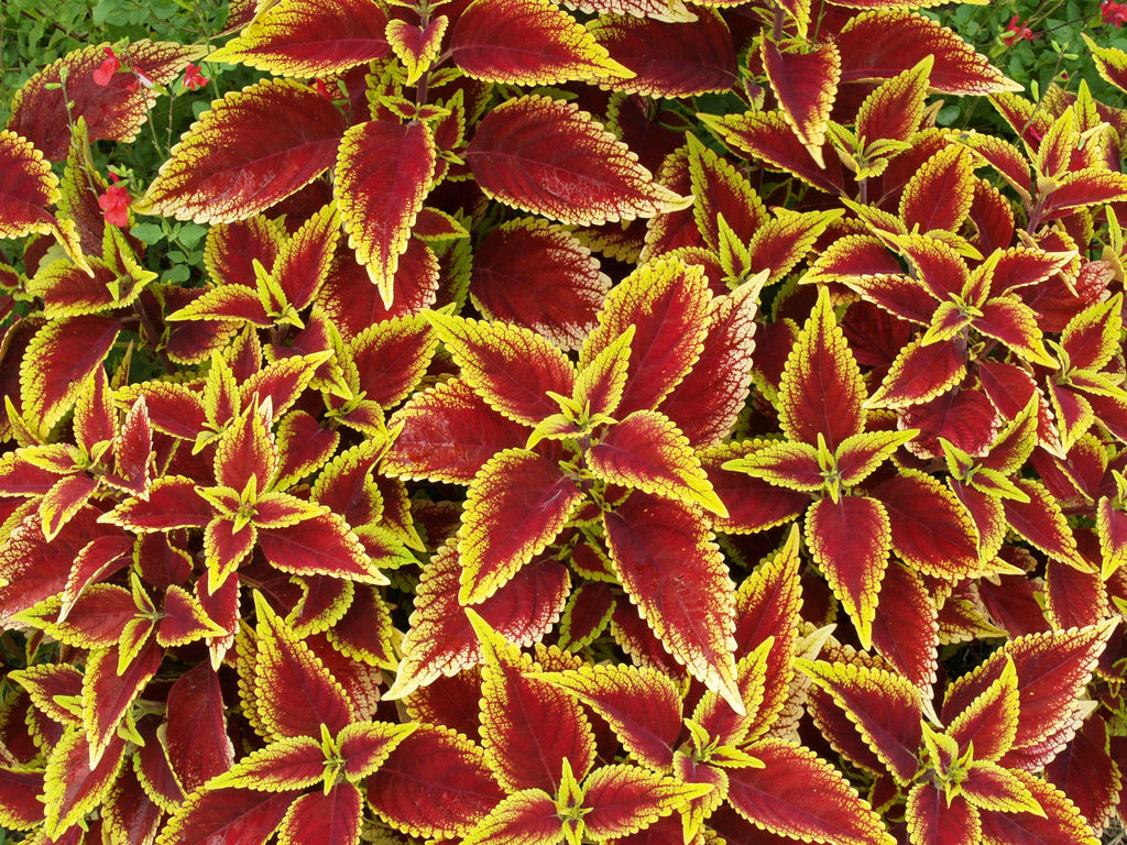 100 Mixed Colors COLEUS RAINBOW MIX Shade Houseplant Solenostemon Flower Seeds
