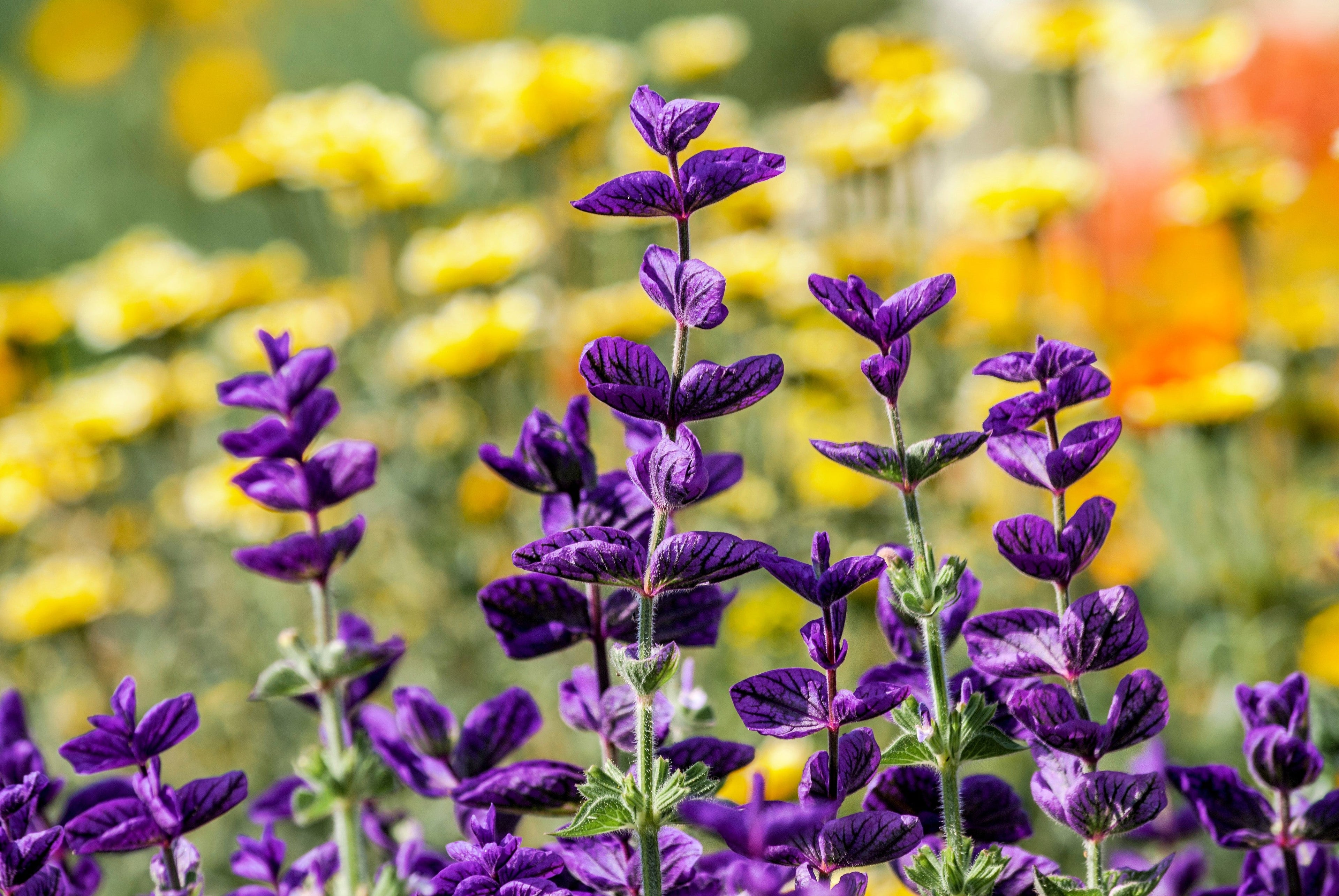 50 BLUE Monday CLARY SAGE Salvia Viridis Horminum Herb Flower Seeds