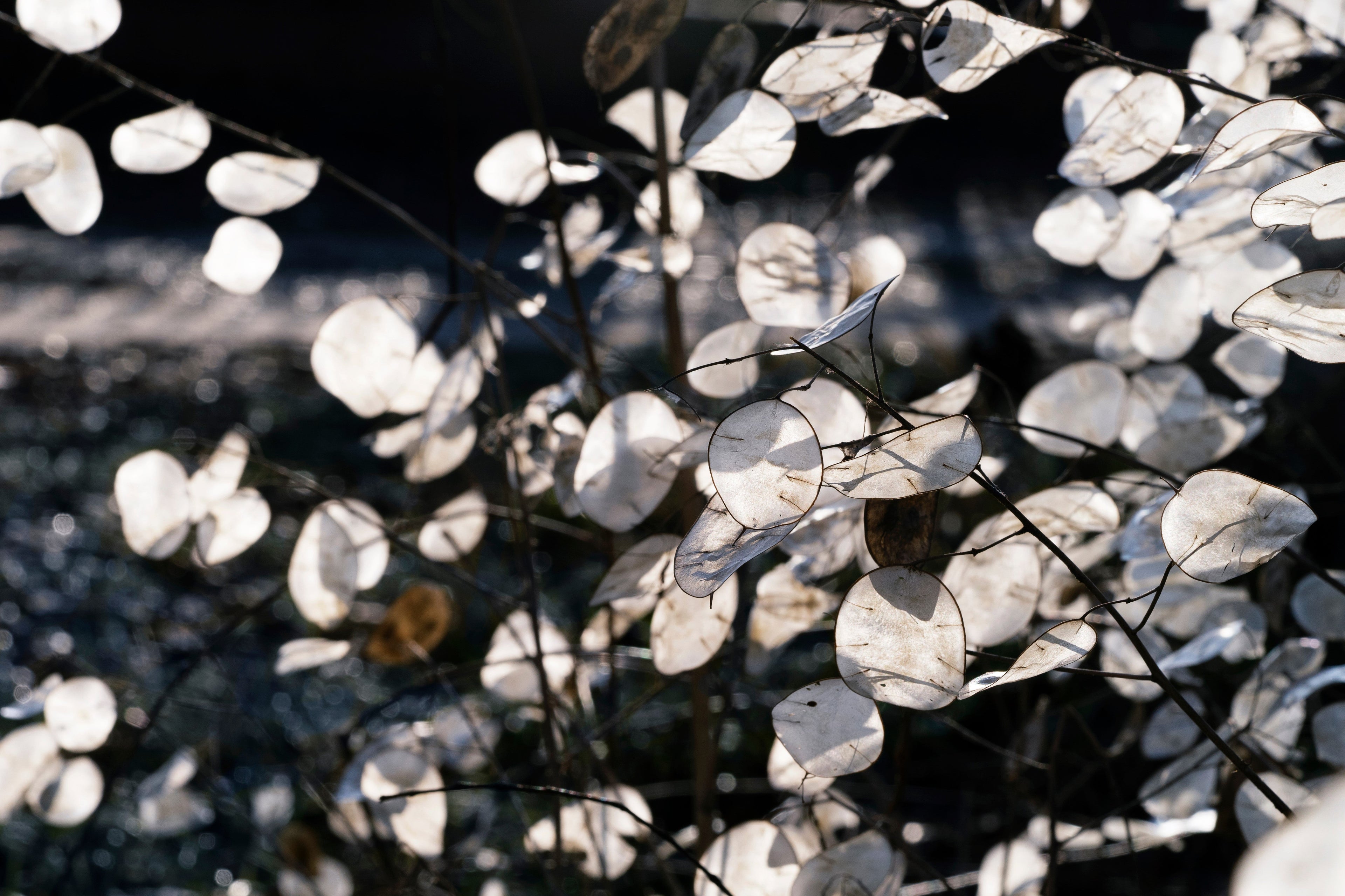100 LUNARIA Biennis ( MONEY PLANT / Silver Dollar / Honesty / Moonwort / L Annua ) Flower Seeds