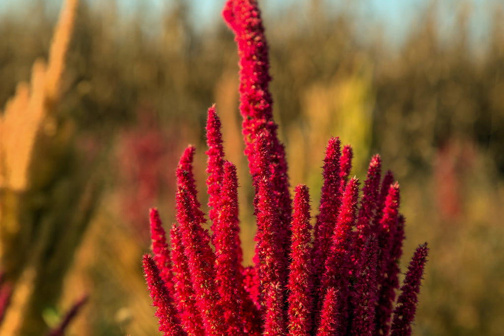 200 AMARANTHUS MOLTEN FIRE Amaranthus Gangeticus Flower Seeds