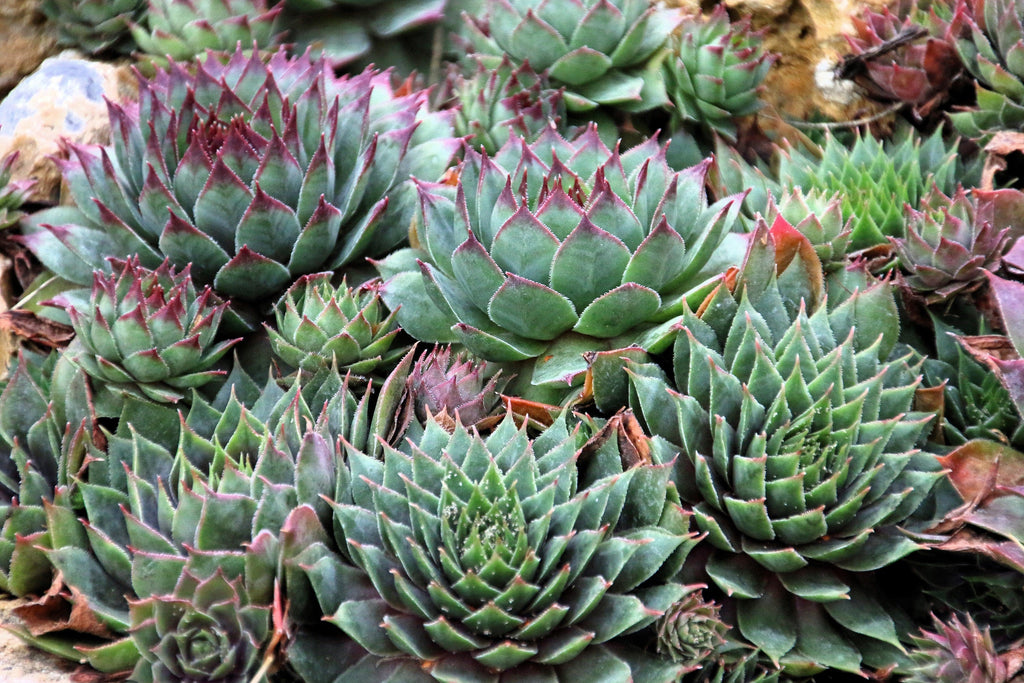 25 MIXED HENS & CHICKS Chickens Succulent (Live Forever) Sempervivum Flower Seeds