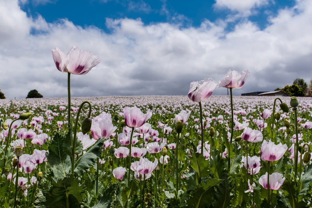 350 TASMANIAN Purple & White POPPY Papaver Somniferum Flower Seeds