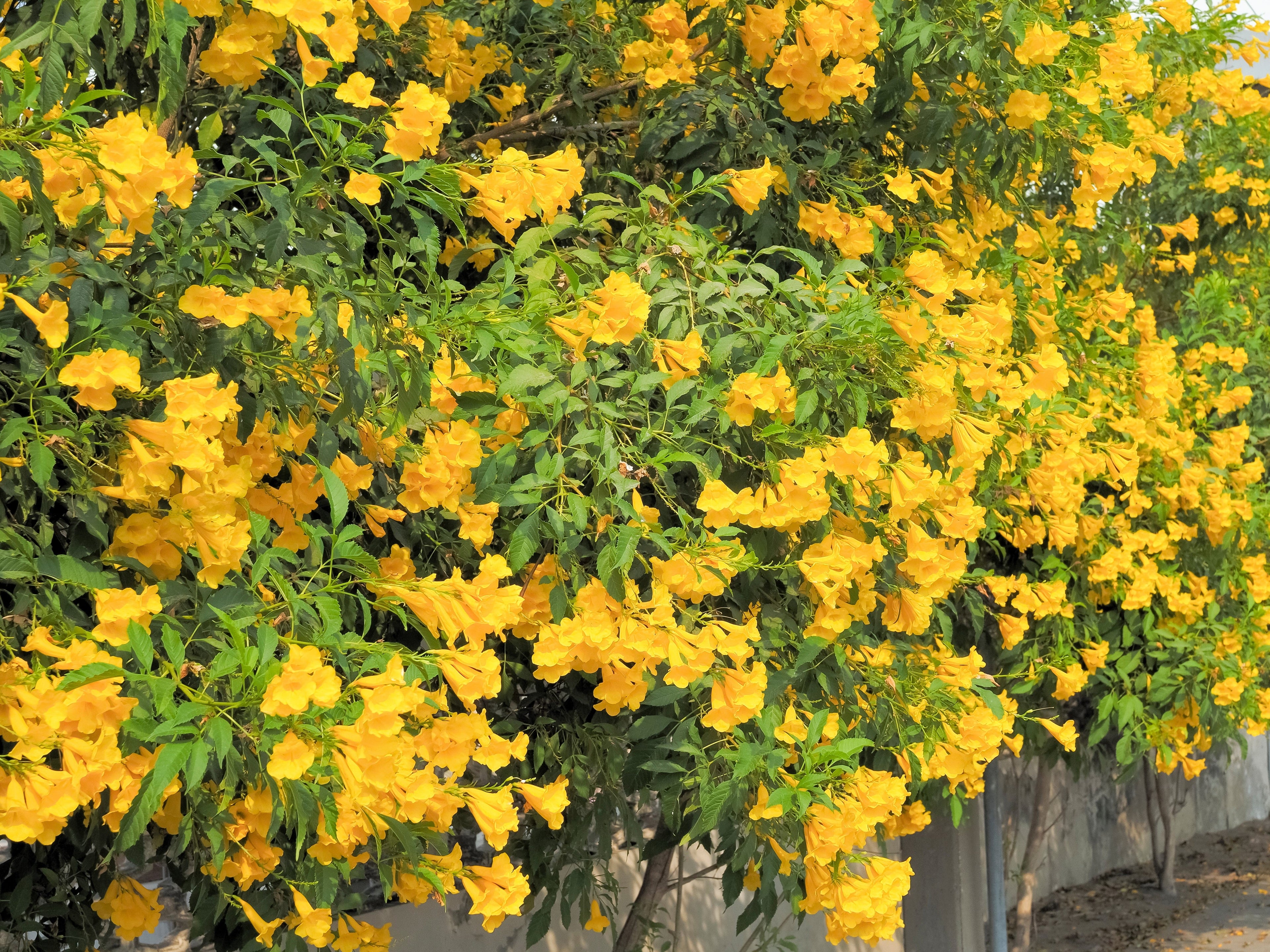 10 TECOMA STANS (Yellow Trumpetbush / Yellow Bells / Yellow Elder / Esperanza) Flower Shrub Bush Seeds