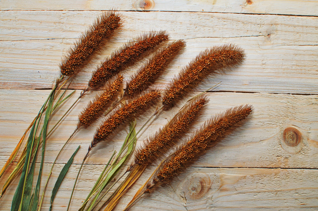 100 FOXTAIL MILLET Setaria Italica Ornamental Grass Wildlife Food Flower Seeds
