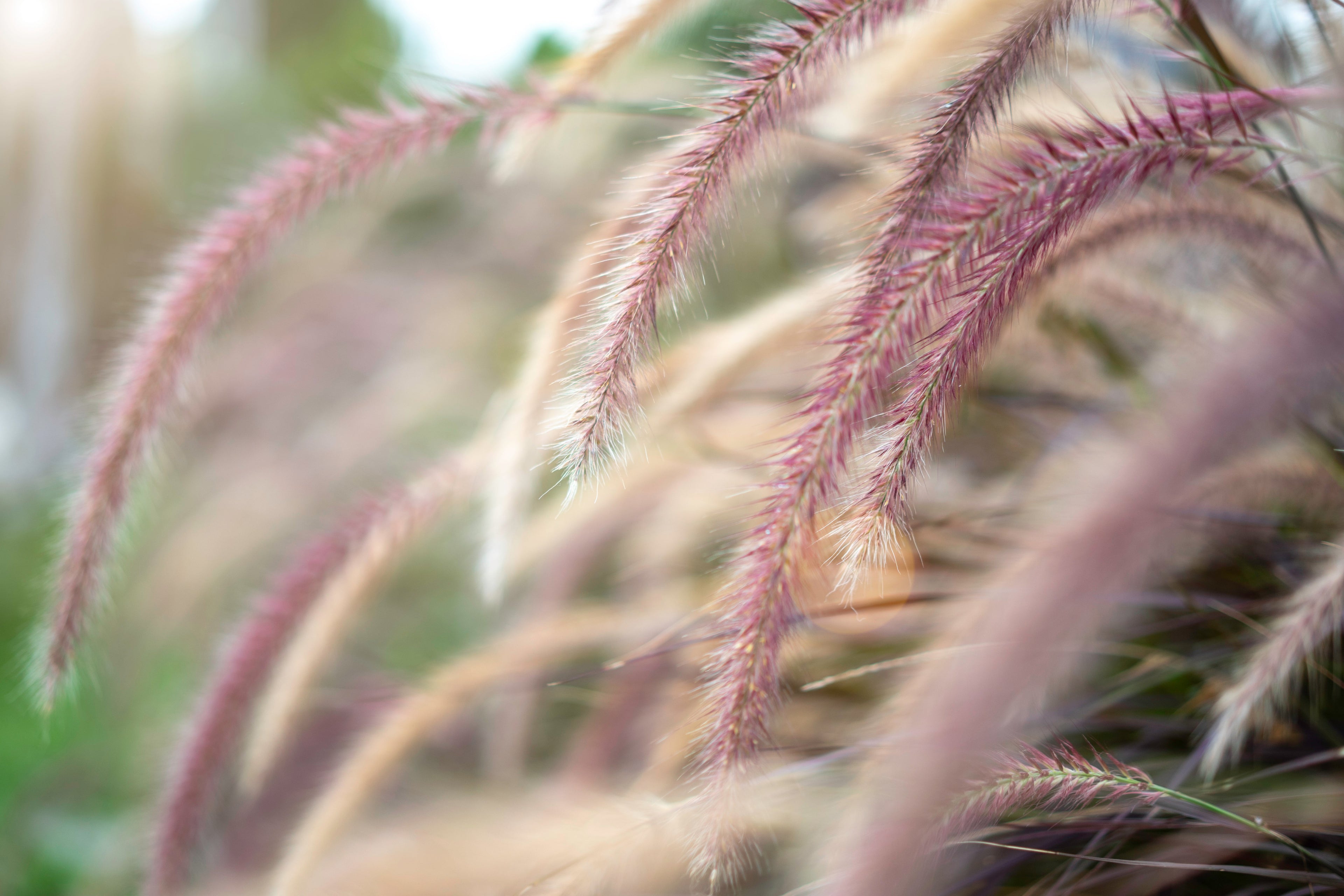 25 PURPLE FOUNTAIN GRASS Ornamental Pennisetum Setaceum Dark Burgundy Flower Seeds